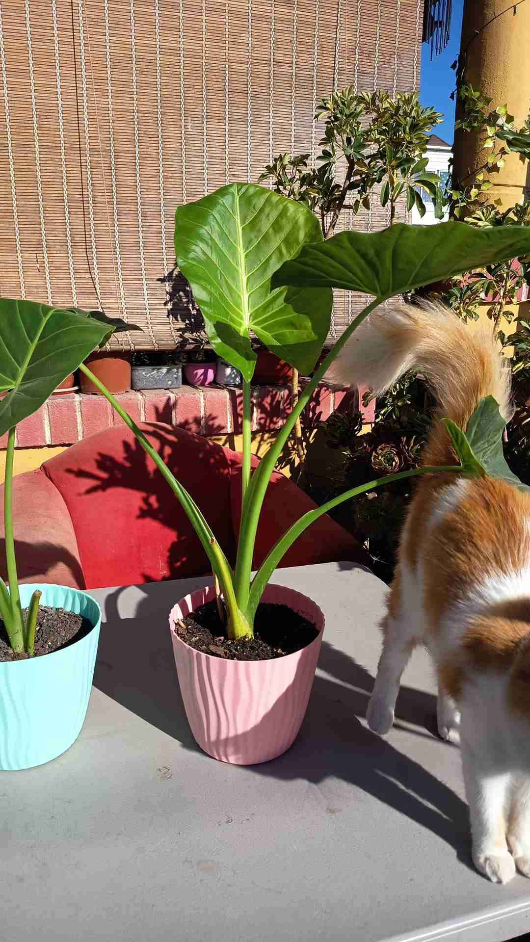 Mantos de Eva en maceta de auto regado - miniatura 3