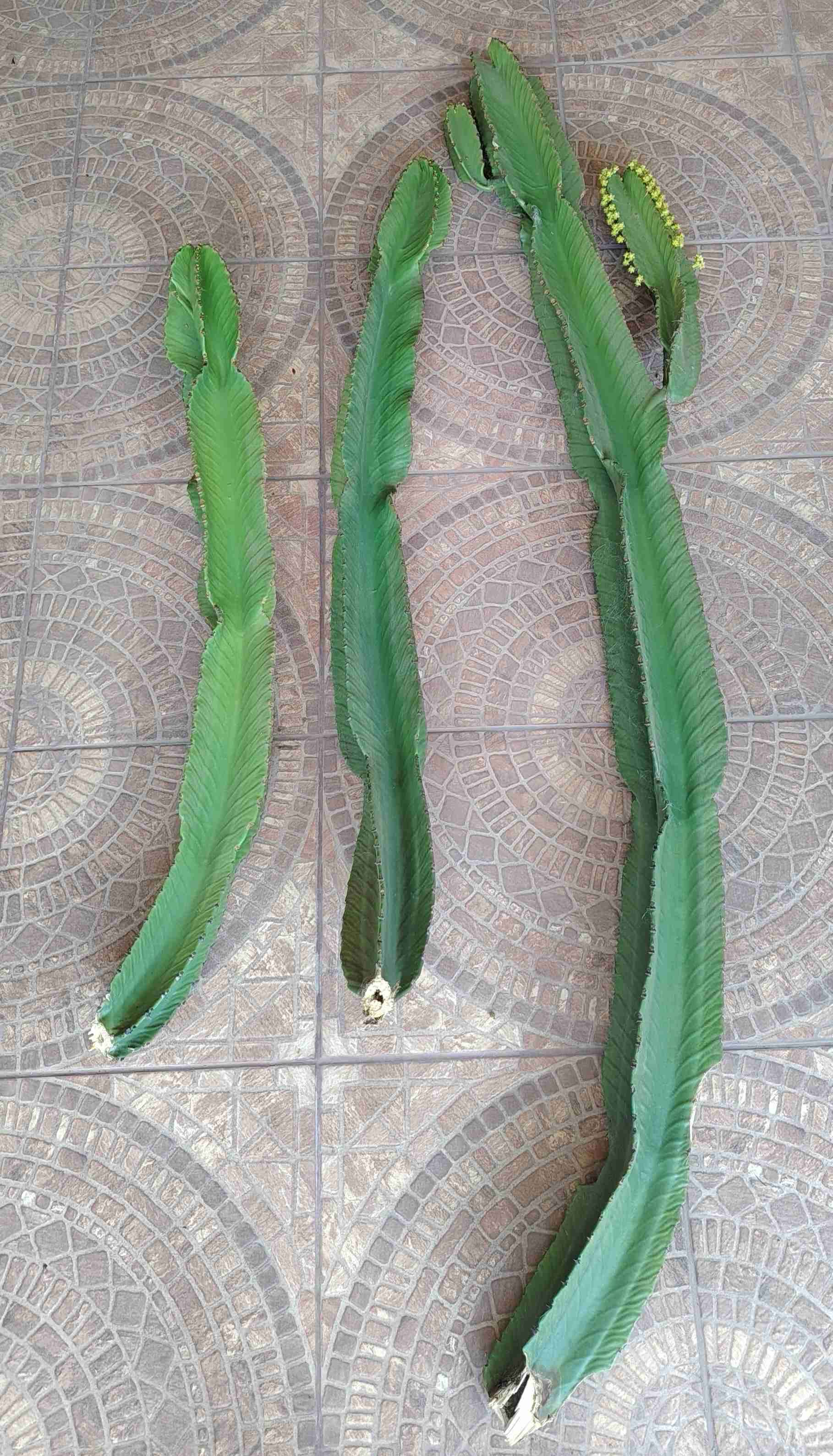 Cactus Euphorbia Candelabrum