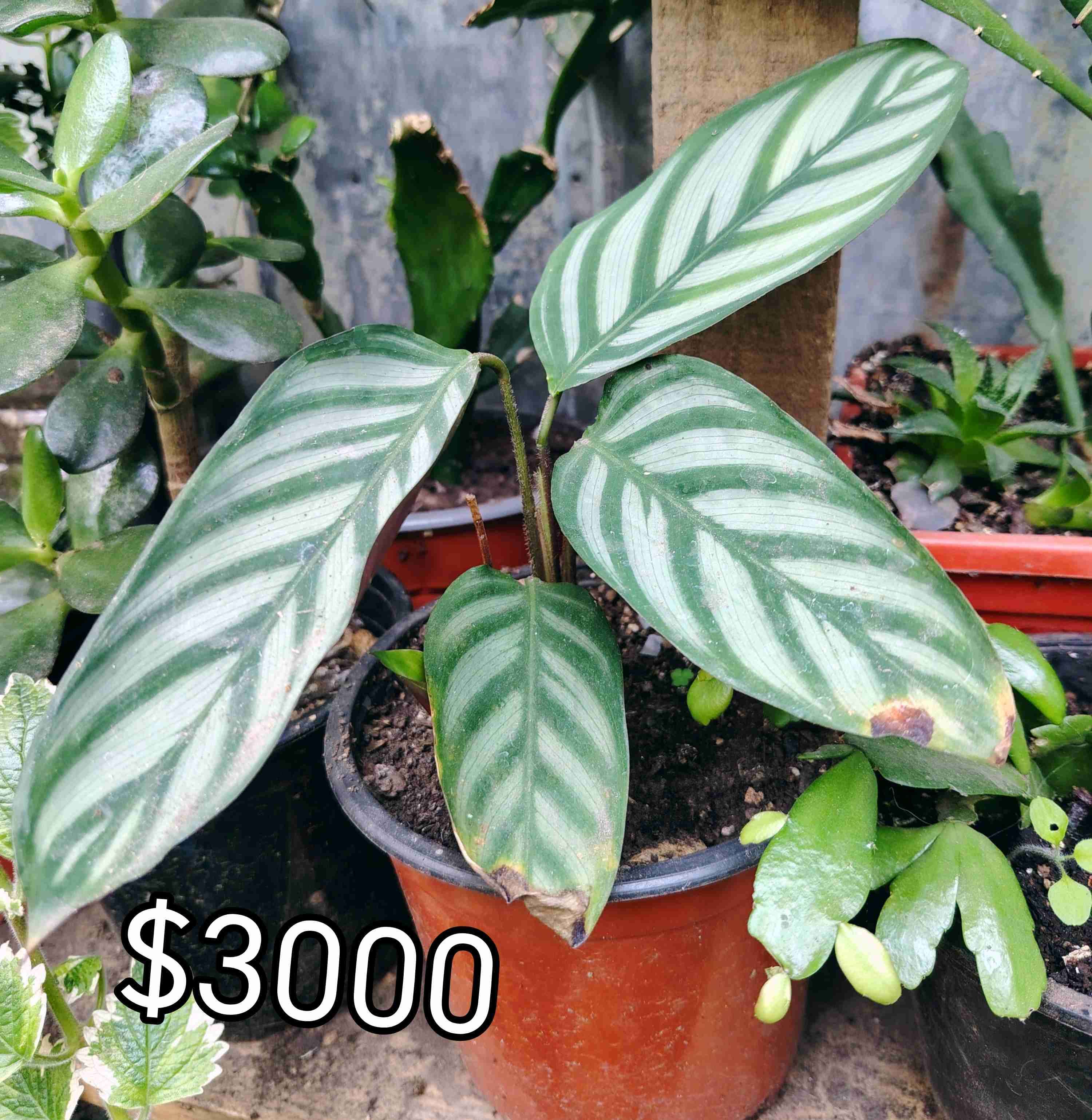 Planta Calathea en maceta - miniatura 1