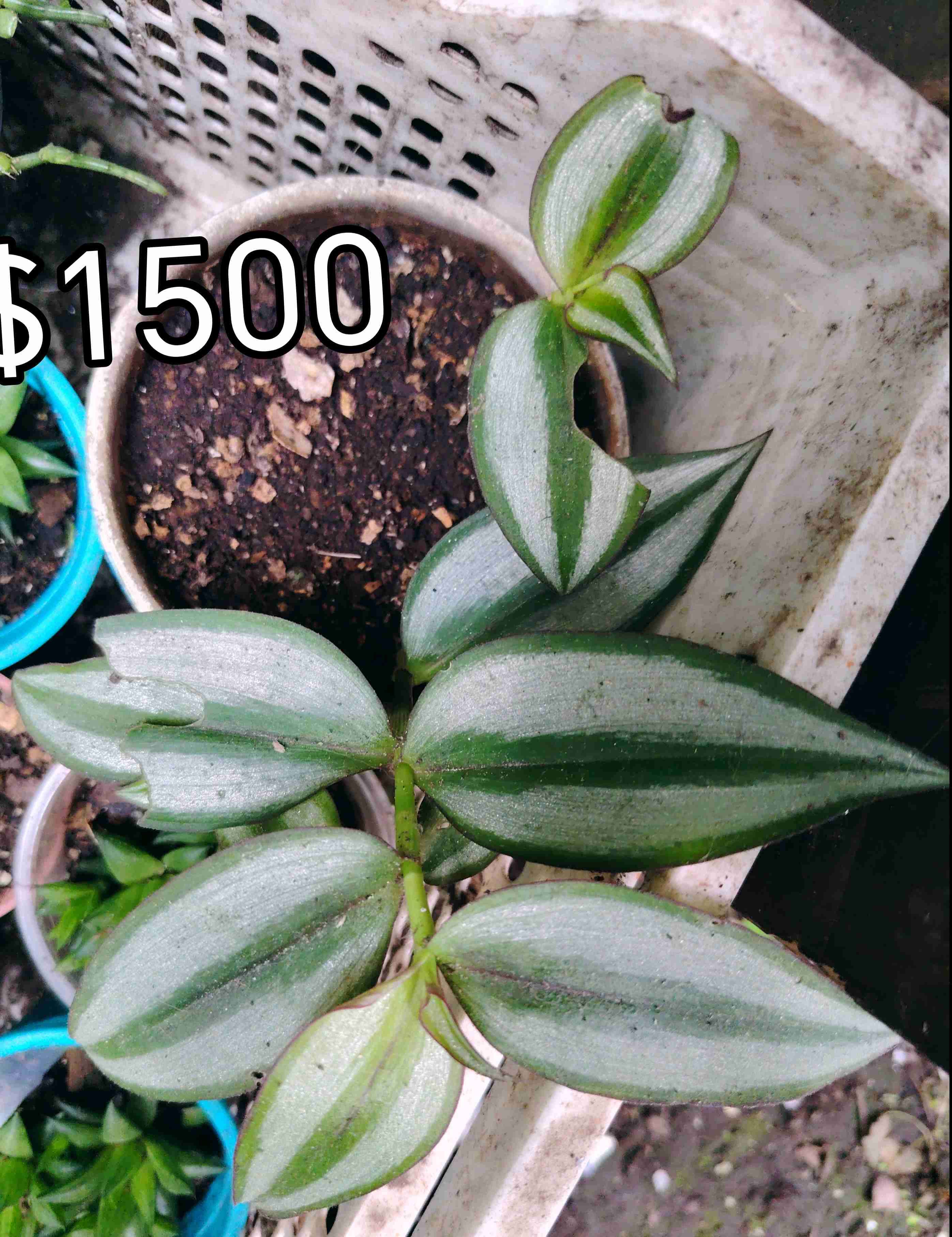 Planta Calathea en maceta - miniatura 2