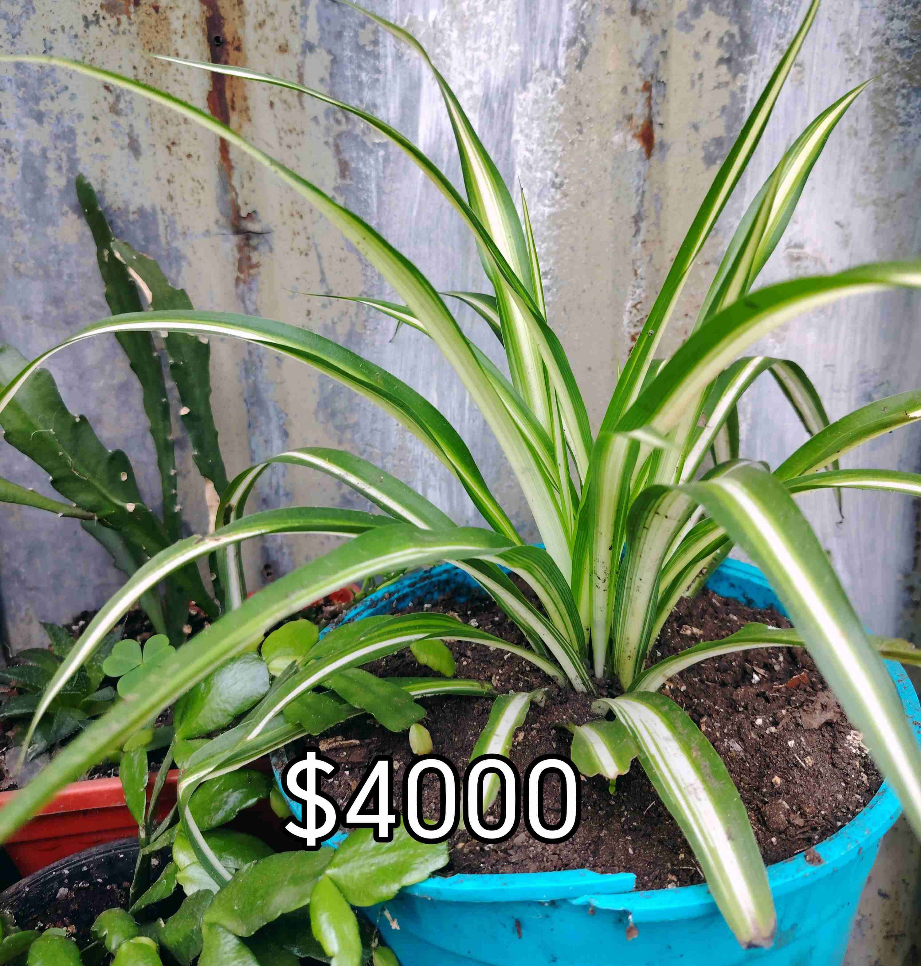 Planta Calathea en maceta - miniatura 3