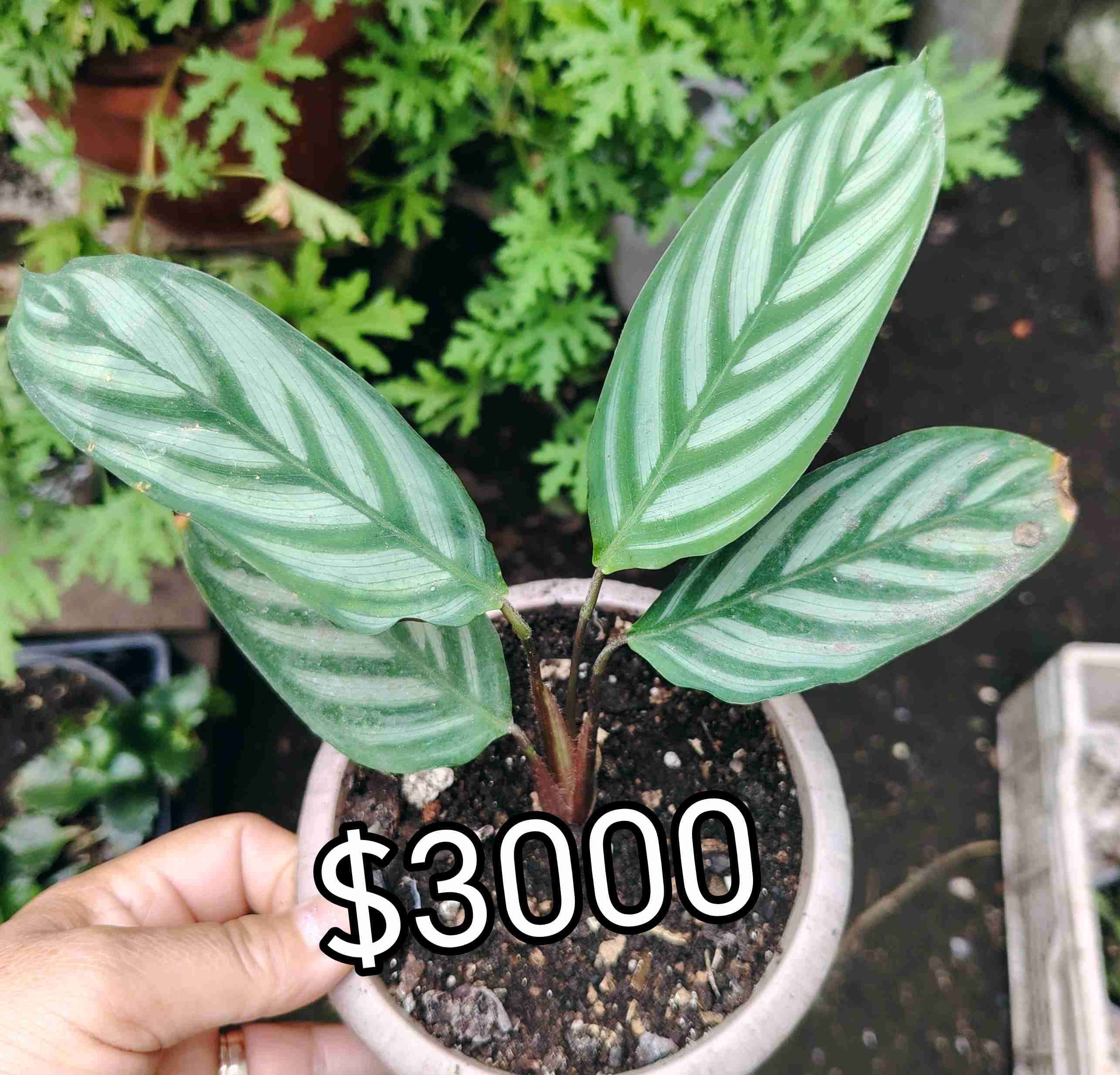 Planta Calathea en maceta - miniatura 4