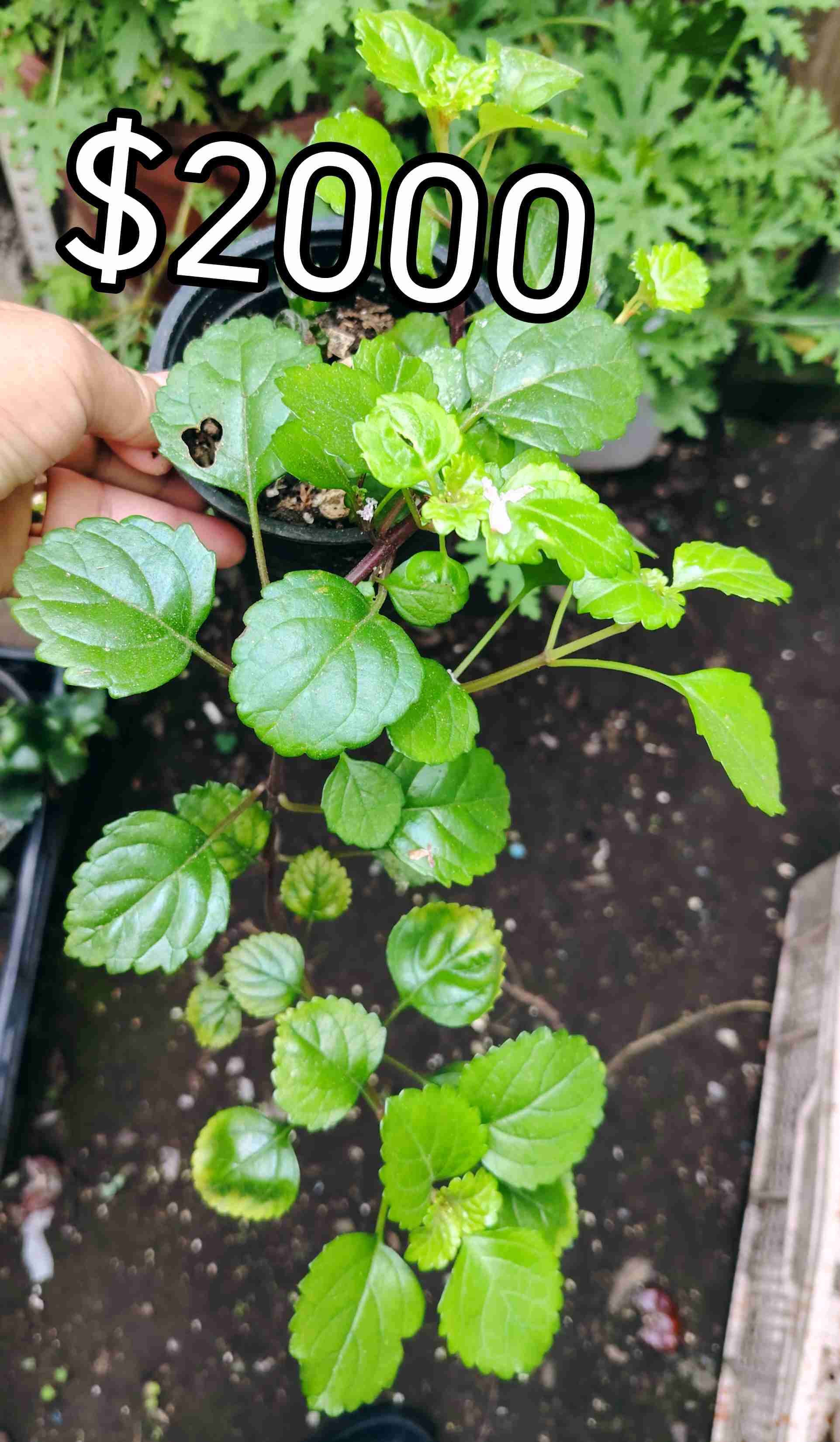 Planta Calathea en maceta - miniatura 5