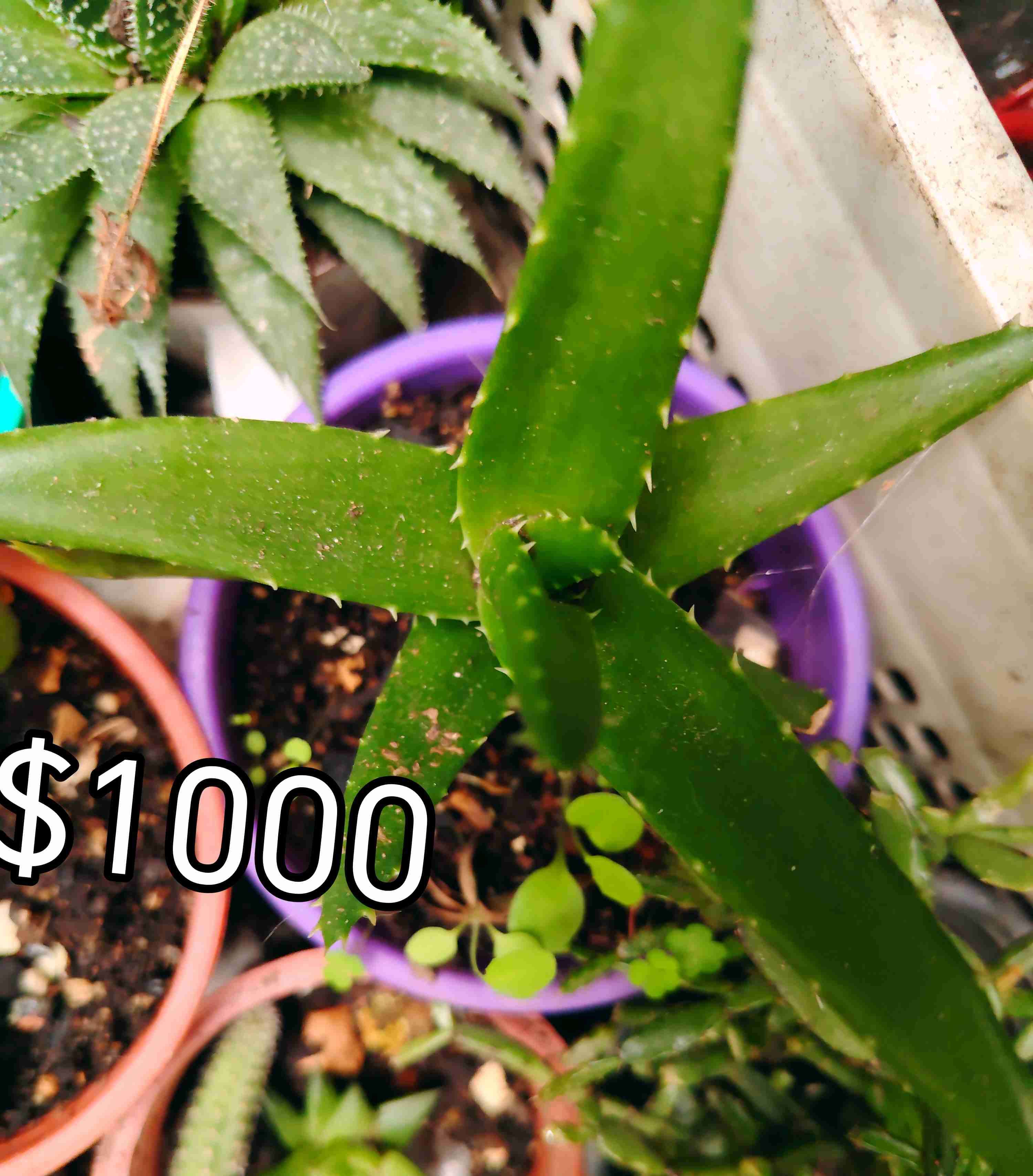 Planta Calathea en maceta - miniatura 6