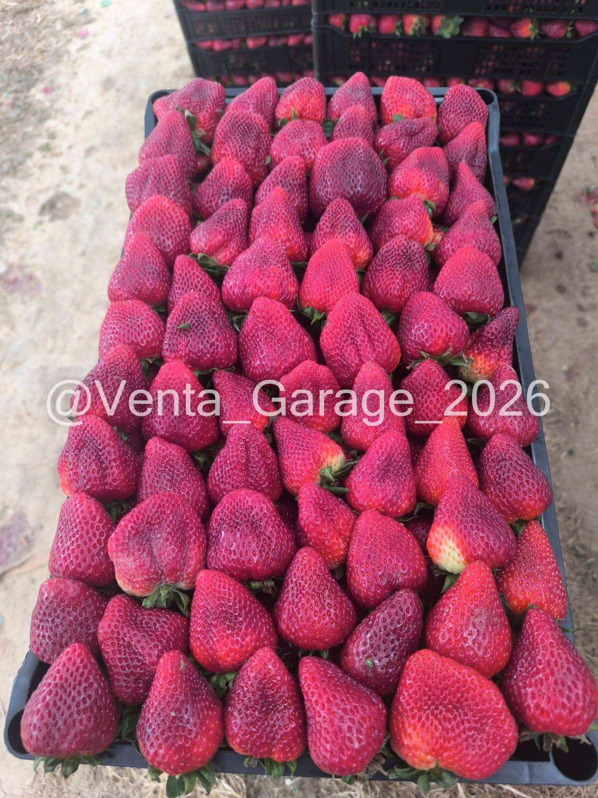 Bandeja Agricola 11Kilos Apilables Frutos-Berries - miniatura 2