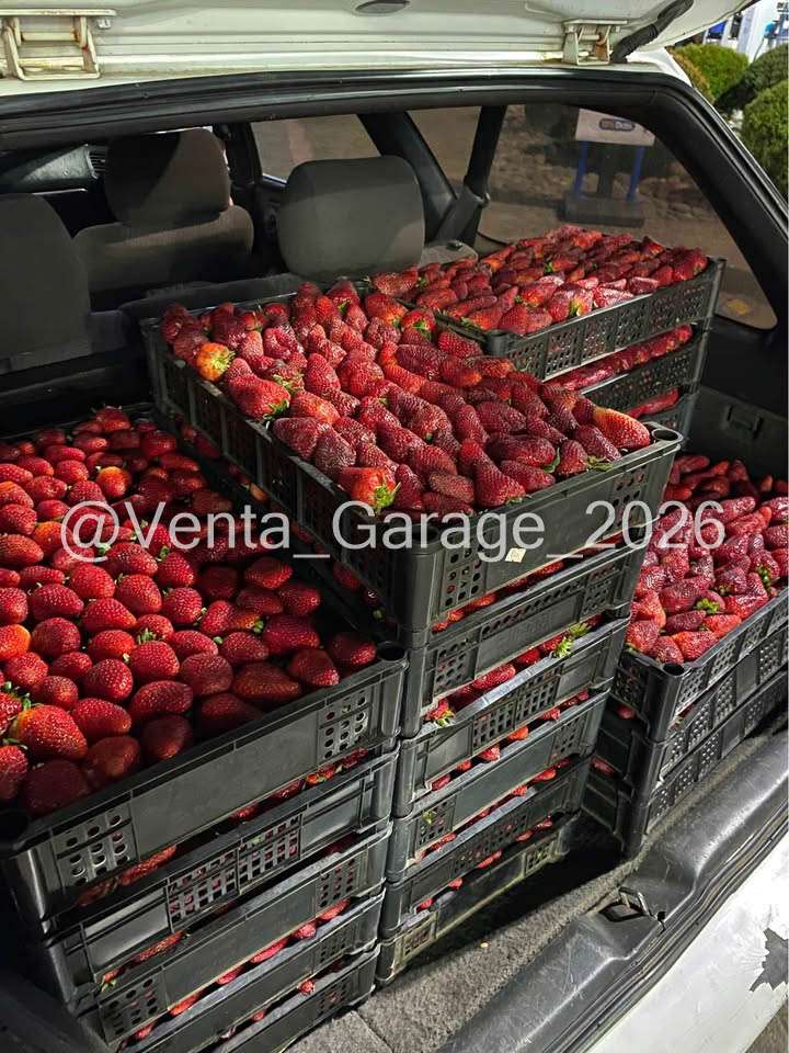 Bandeja Agricola 11Kilos Apilables Frutos-Berries - miniatura 4