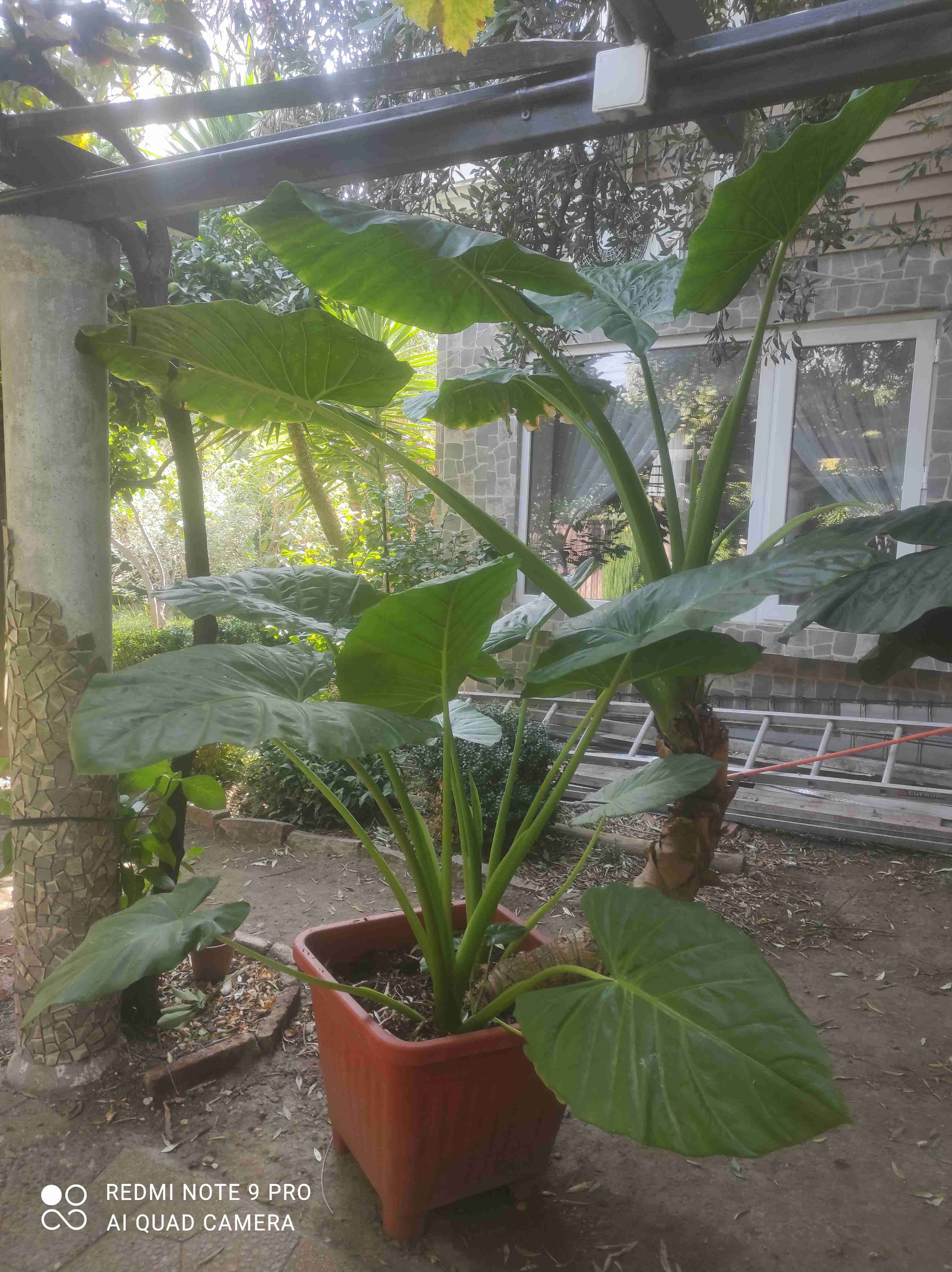 Planta tropical en maceta grande - miniatura 1