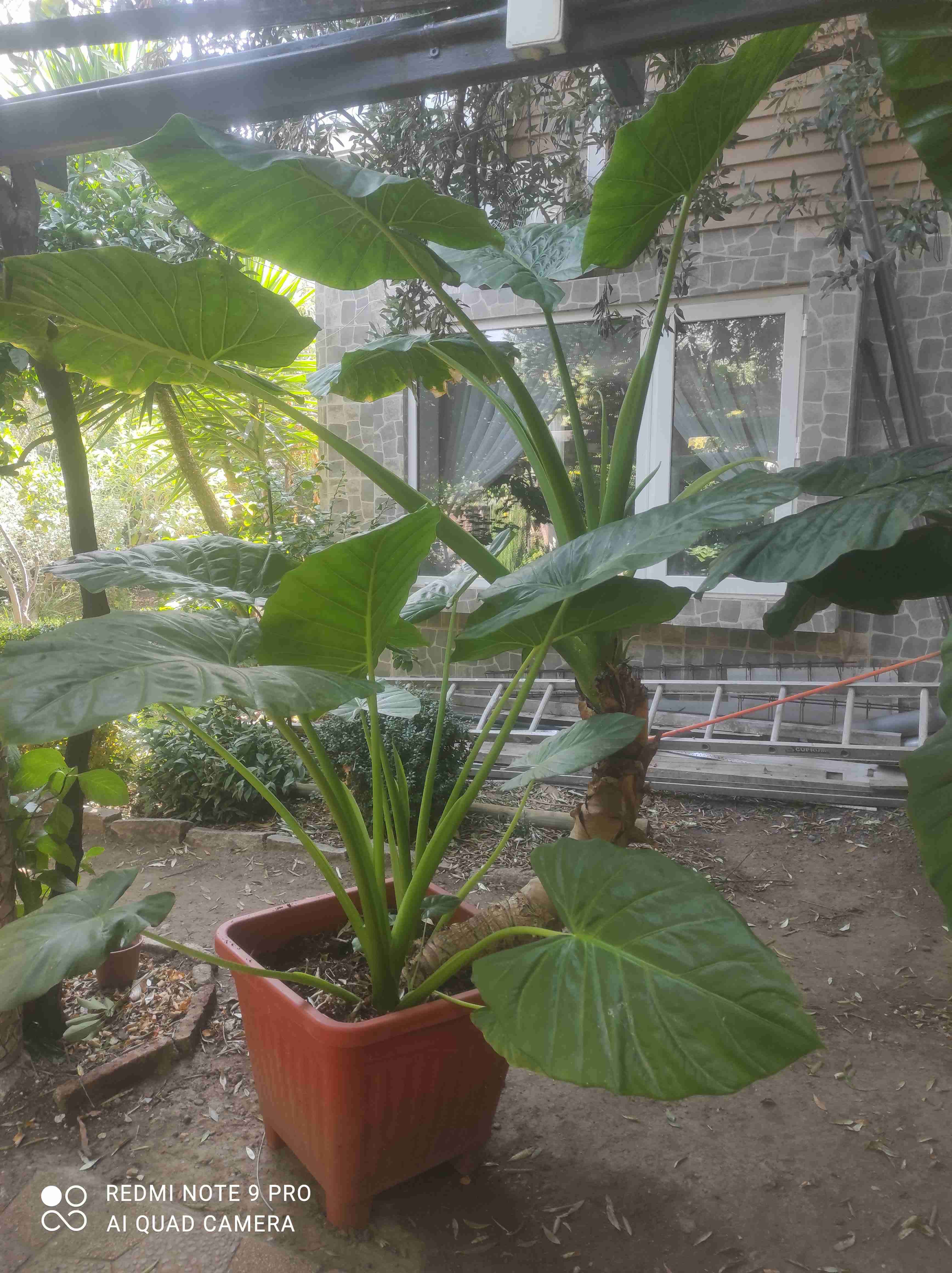 Planta tropical en maceta grande - miniatura 2