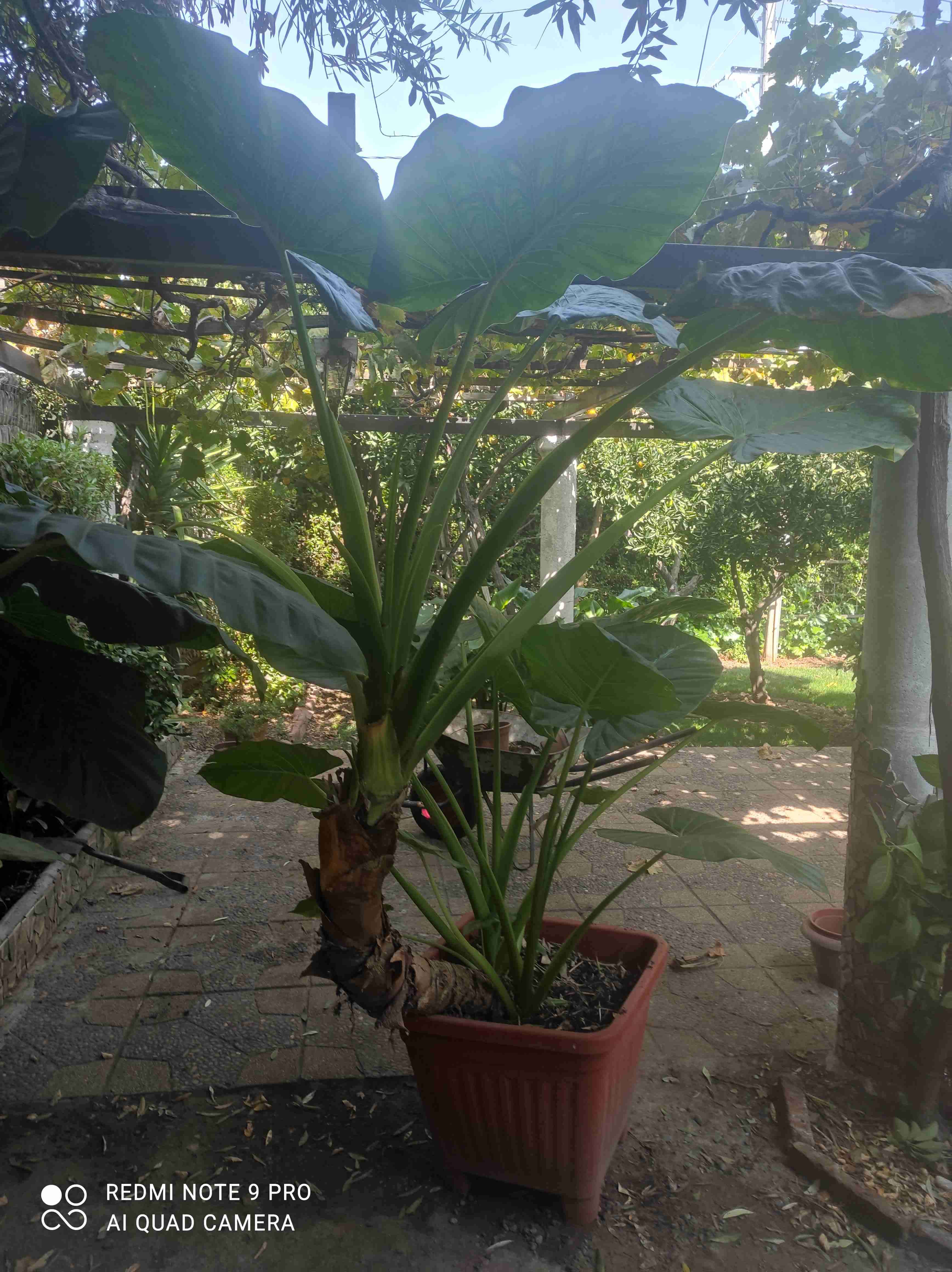 Planta tropical en maceta grande - miniatura 3