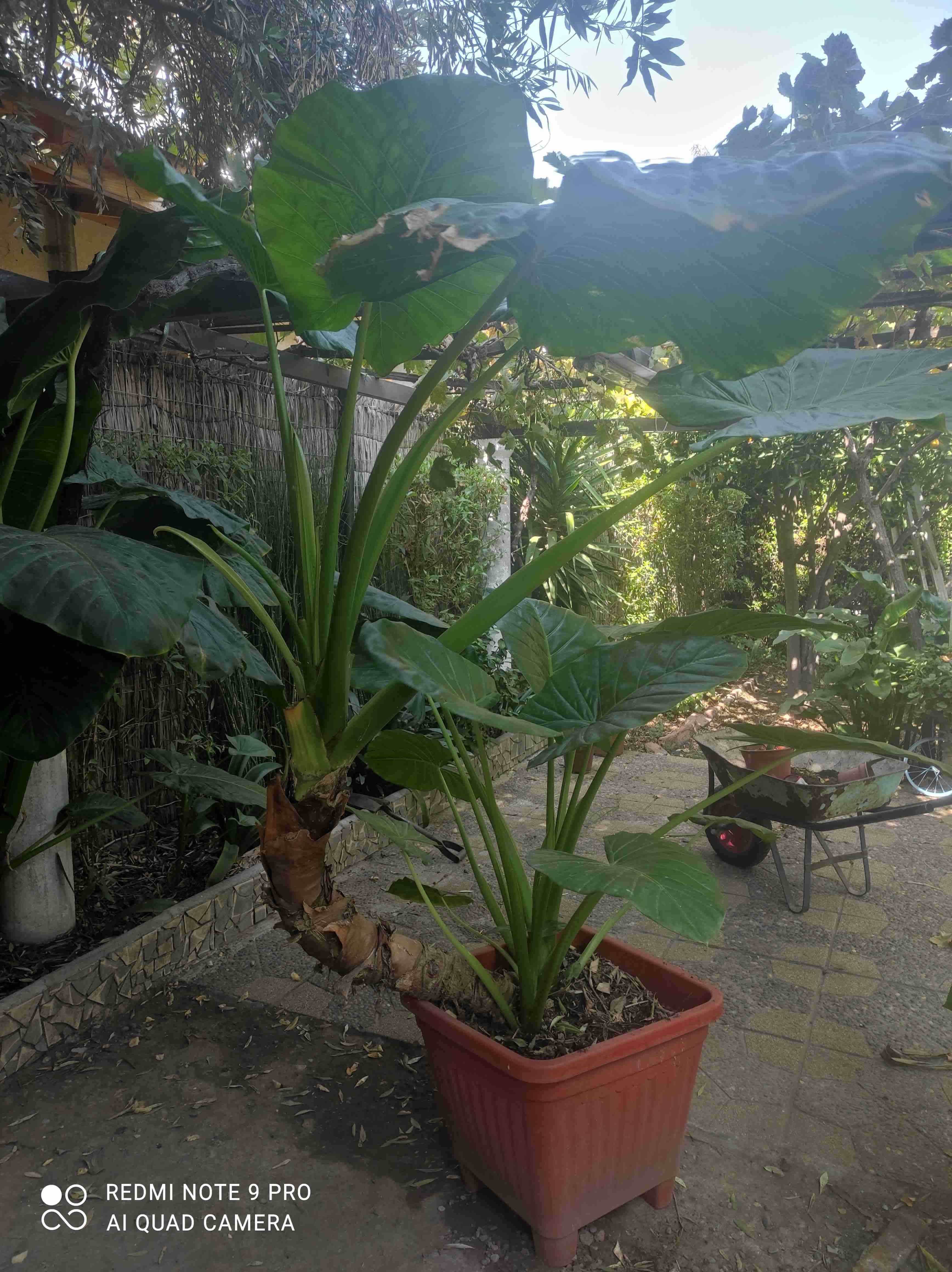 Planta tropical en maceta grande - miniatura 4