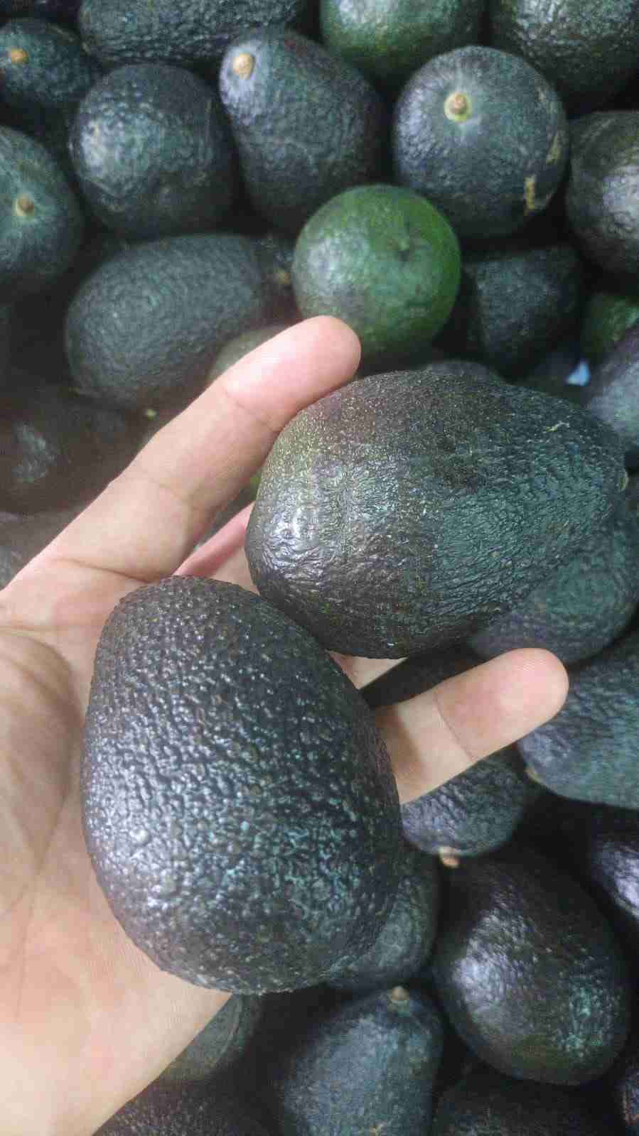 Paltas hass chilenas Frescas - miniatura 2