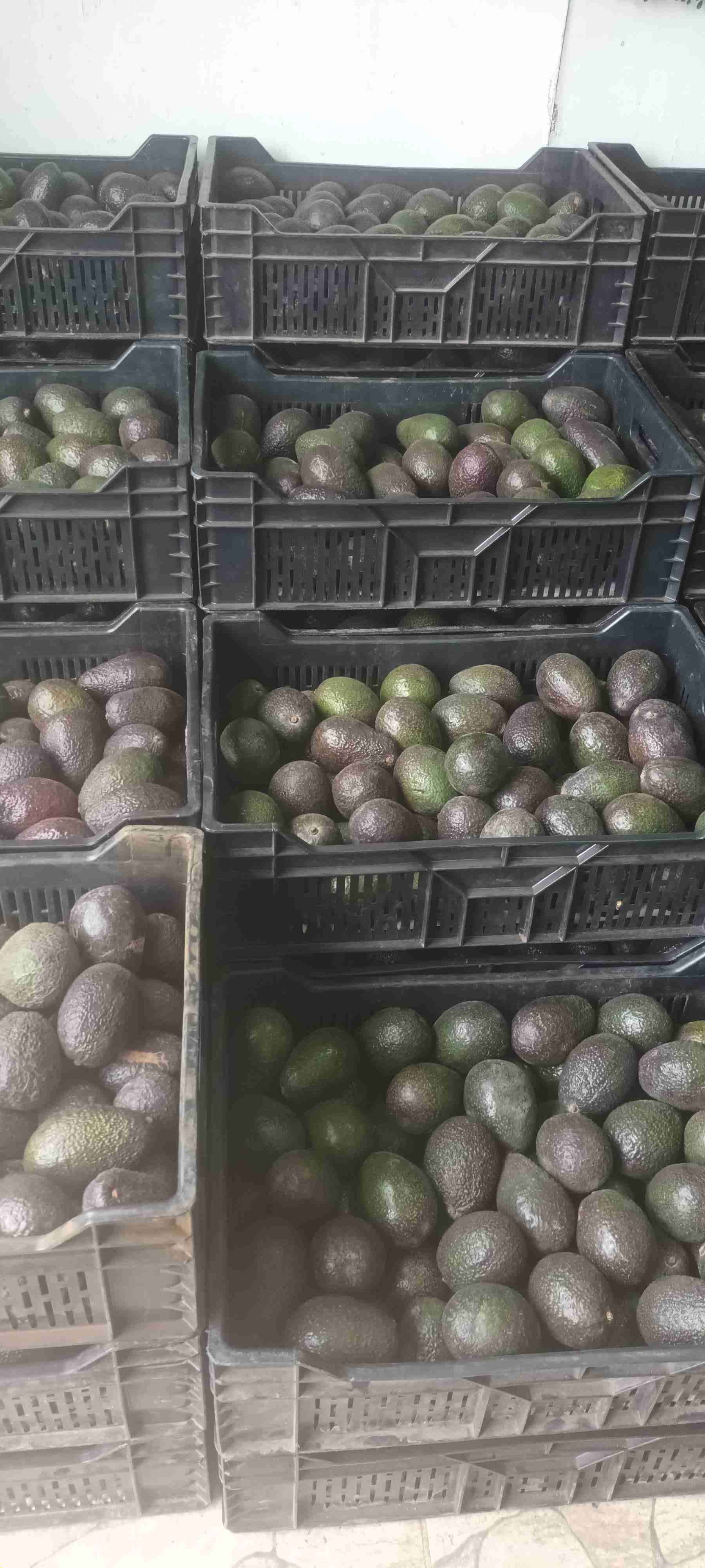 Paltas hass chilenas Frescas - miniatura 3