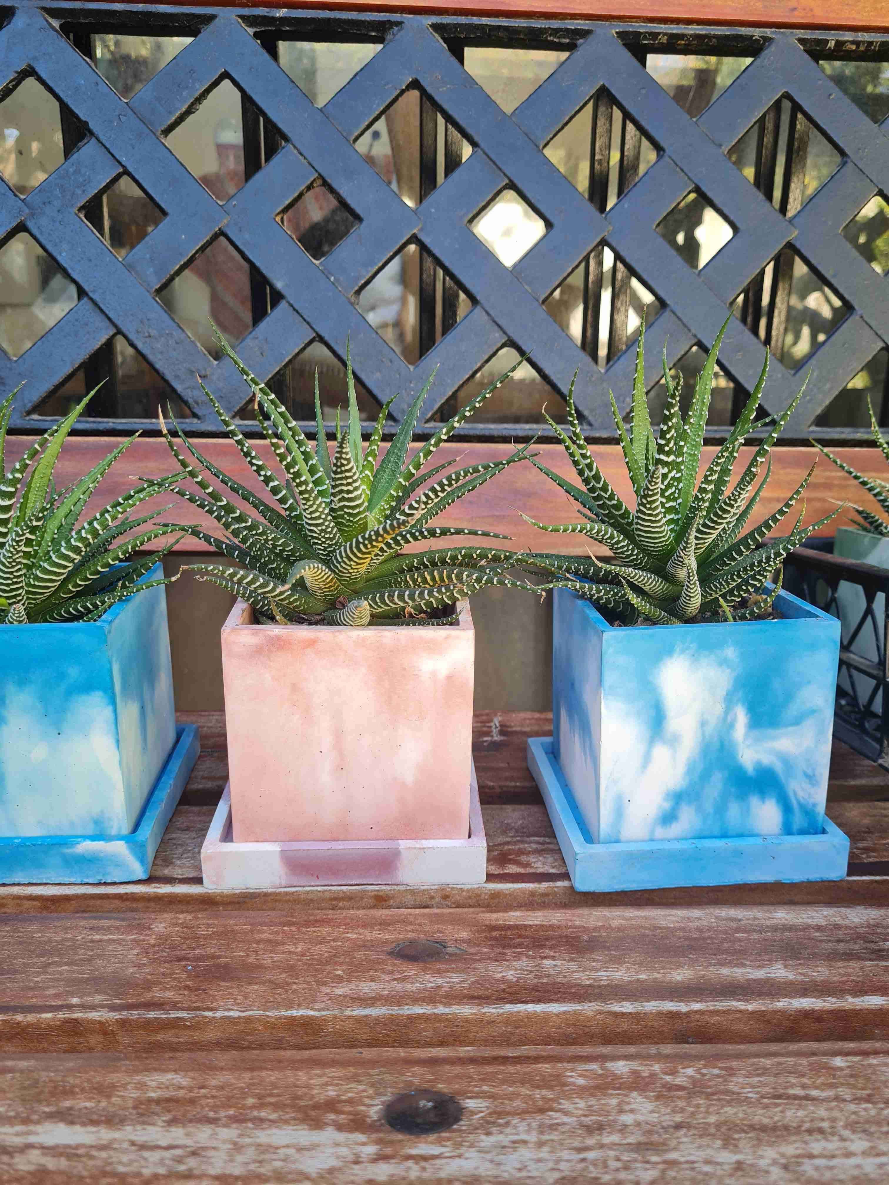 Maceteros de concreto con suculentas - miniatura 1