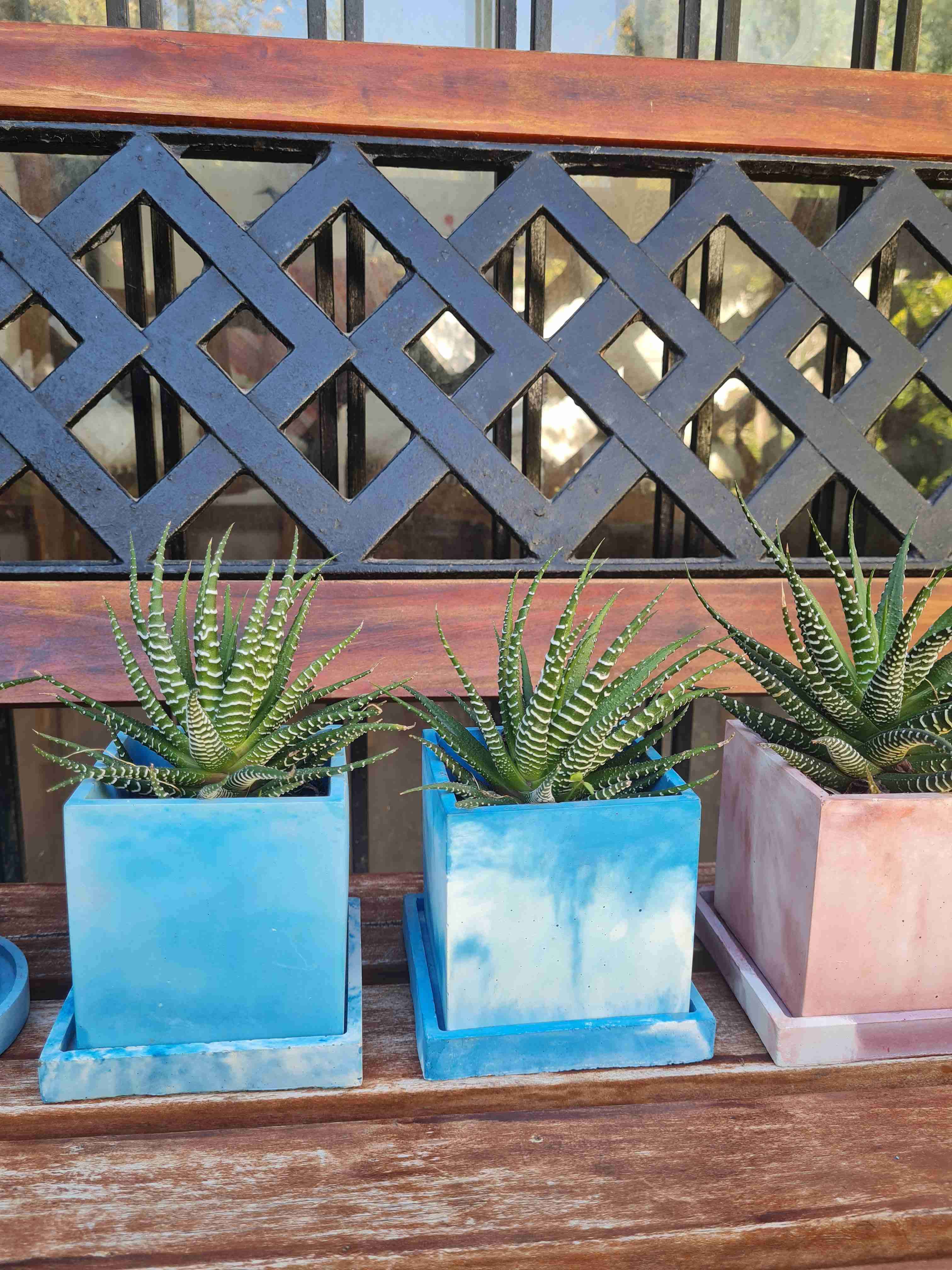 Maceteros de concreto con suculentas - miniatura 2