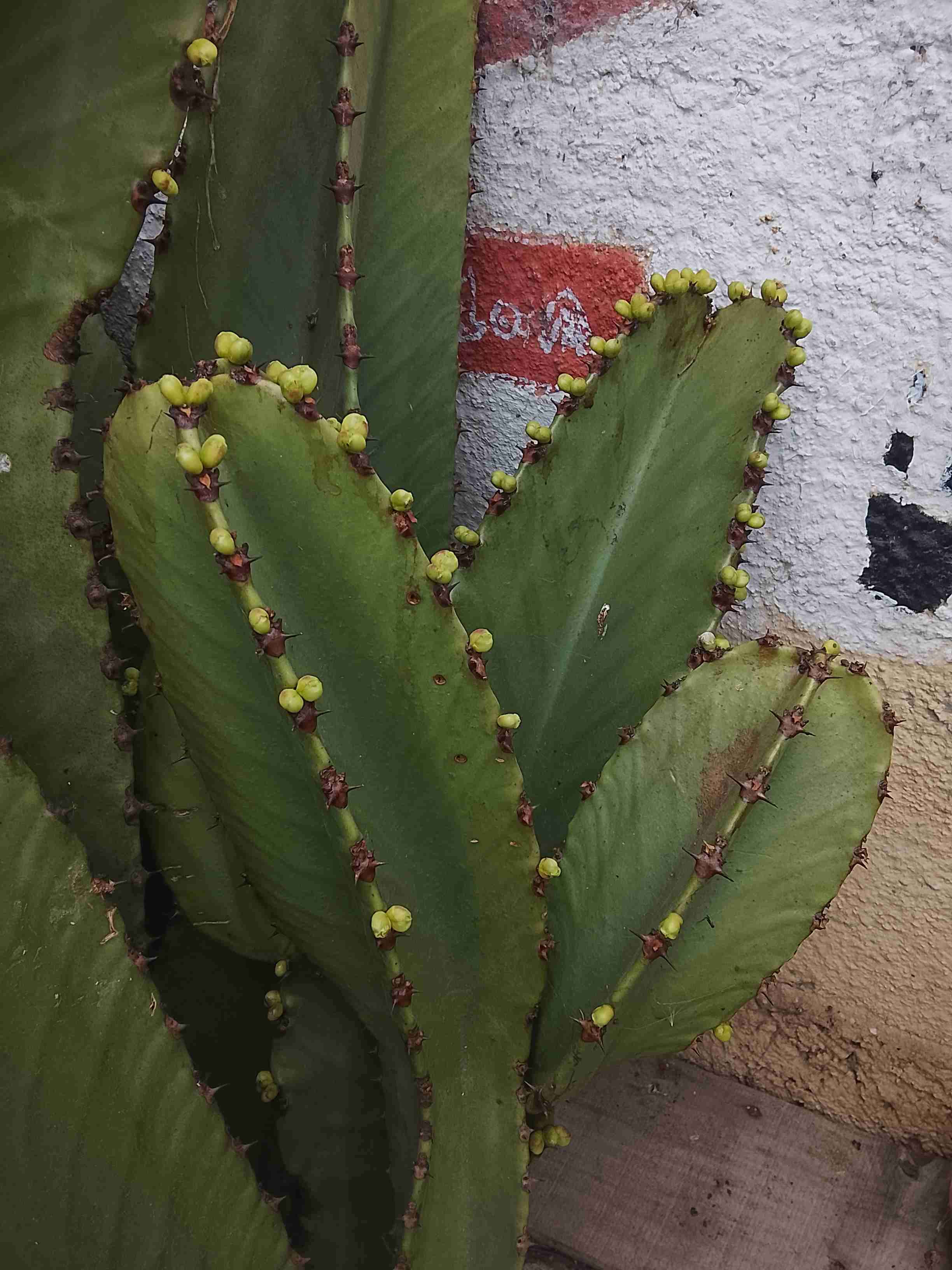 Planta de cactus con frutos - miniatura 1
