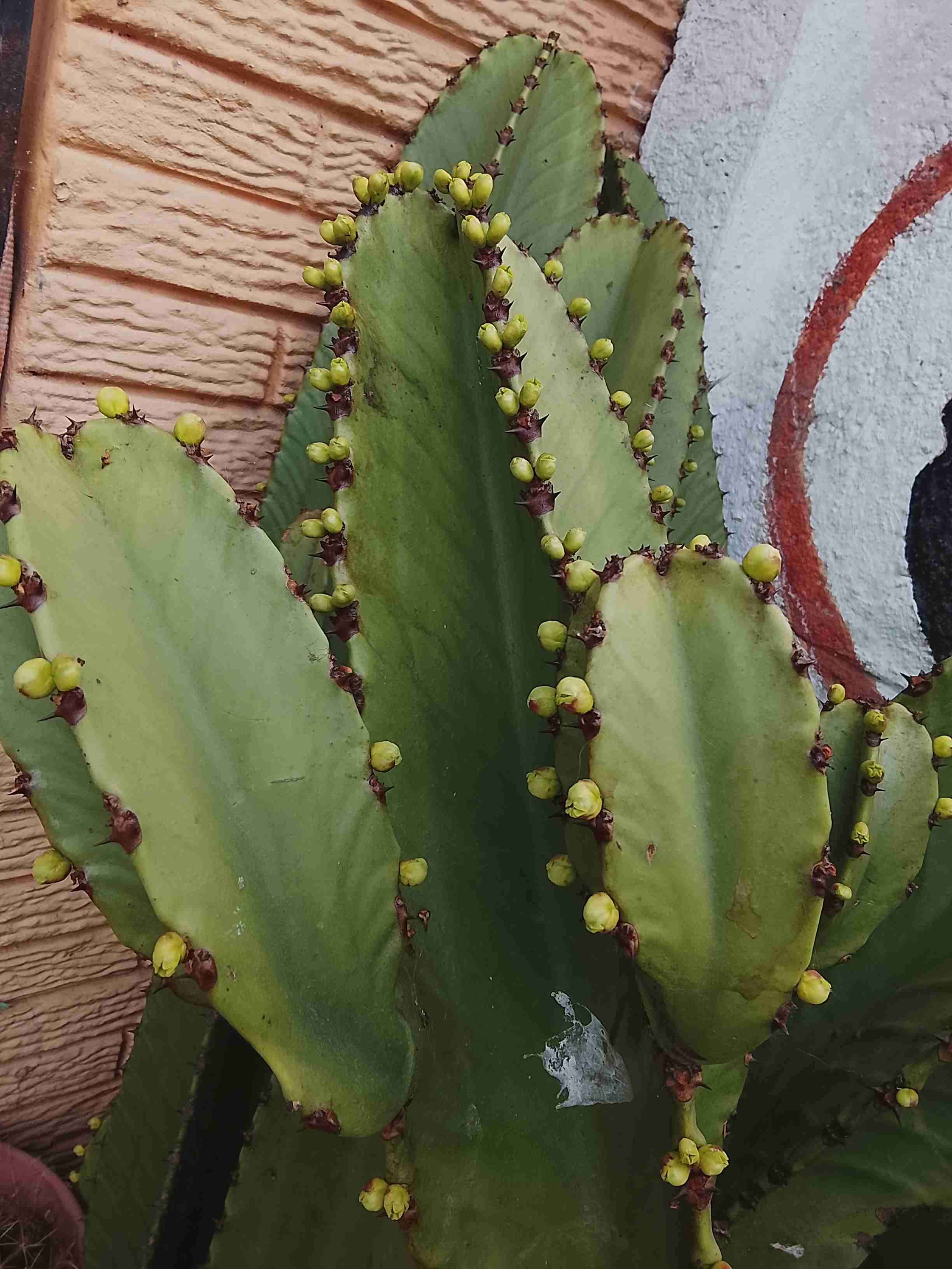 Planta de cactus con frutos - miniatura 2