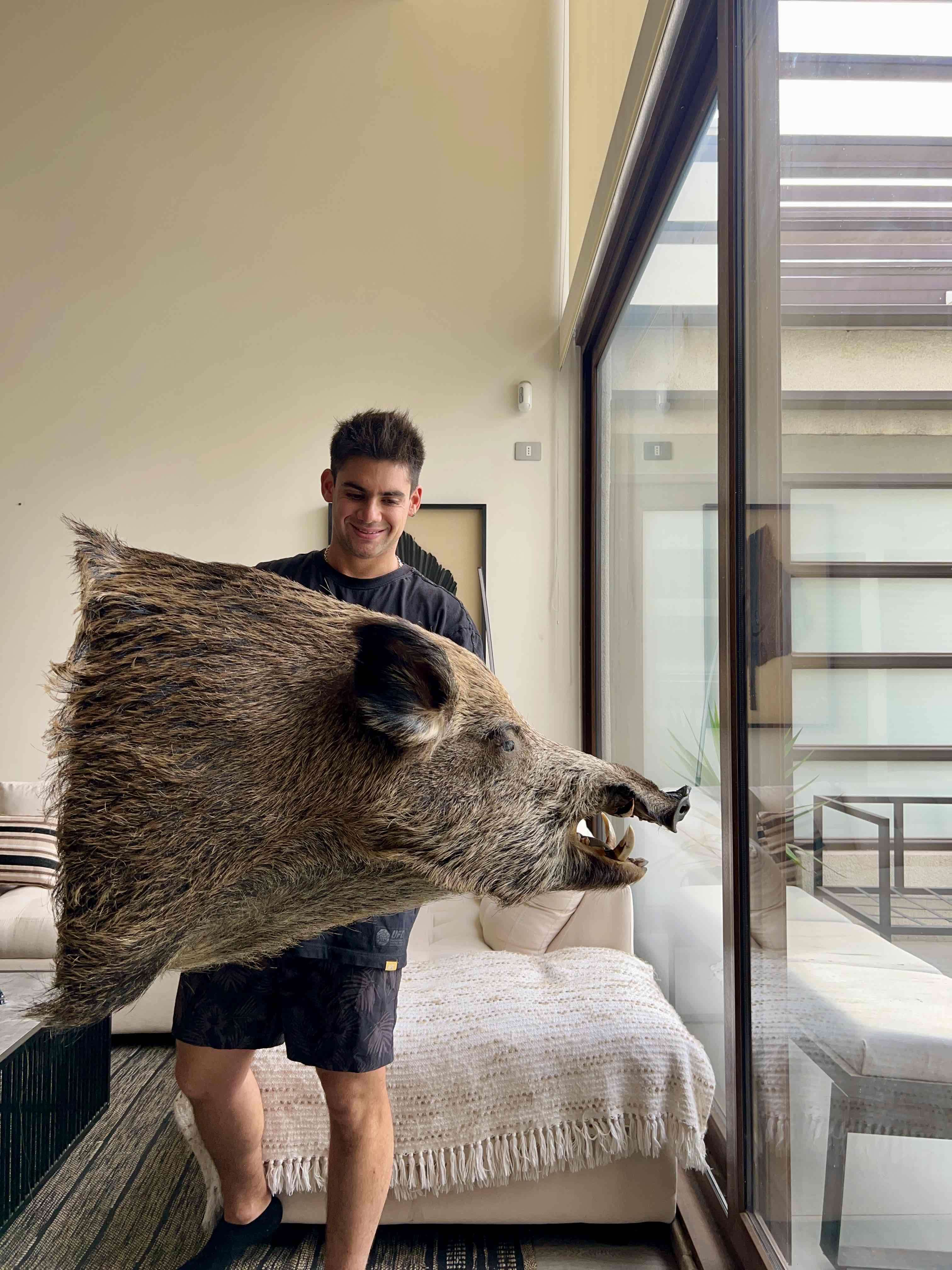 Cabeza de jabalí taxidermizada - 1