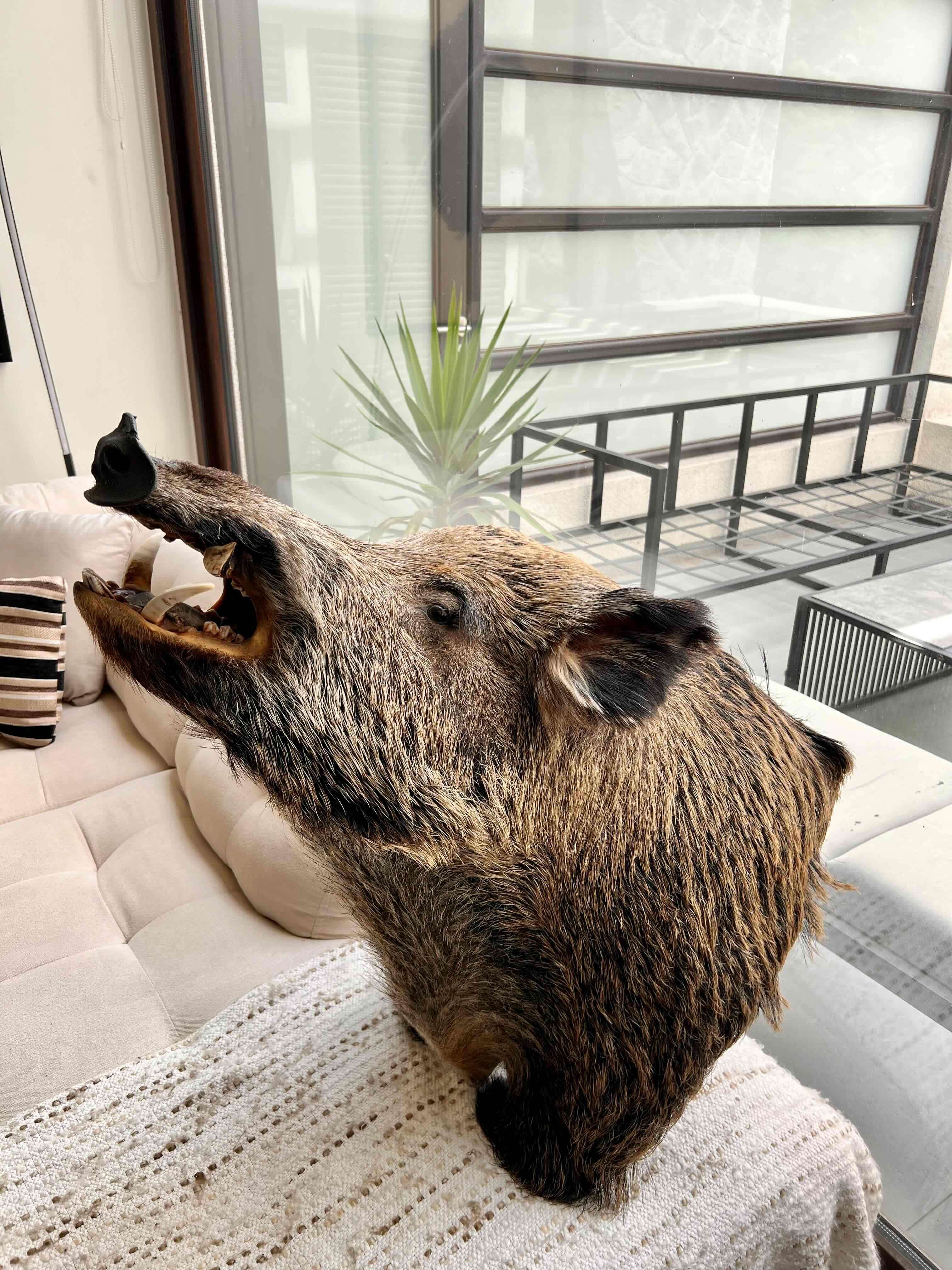 Cabeza de jabalí taxidermizada - 2