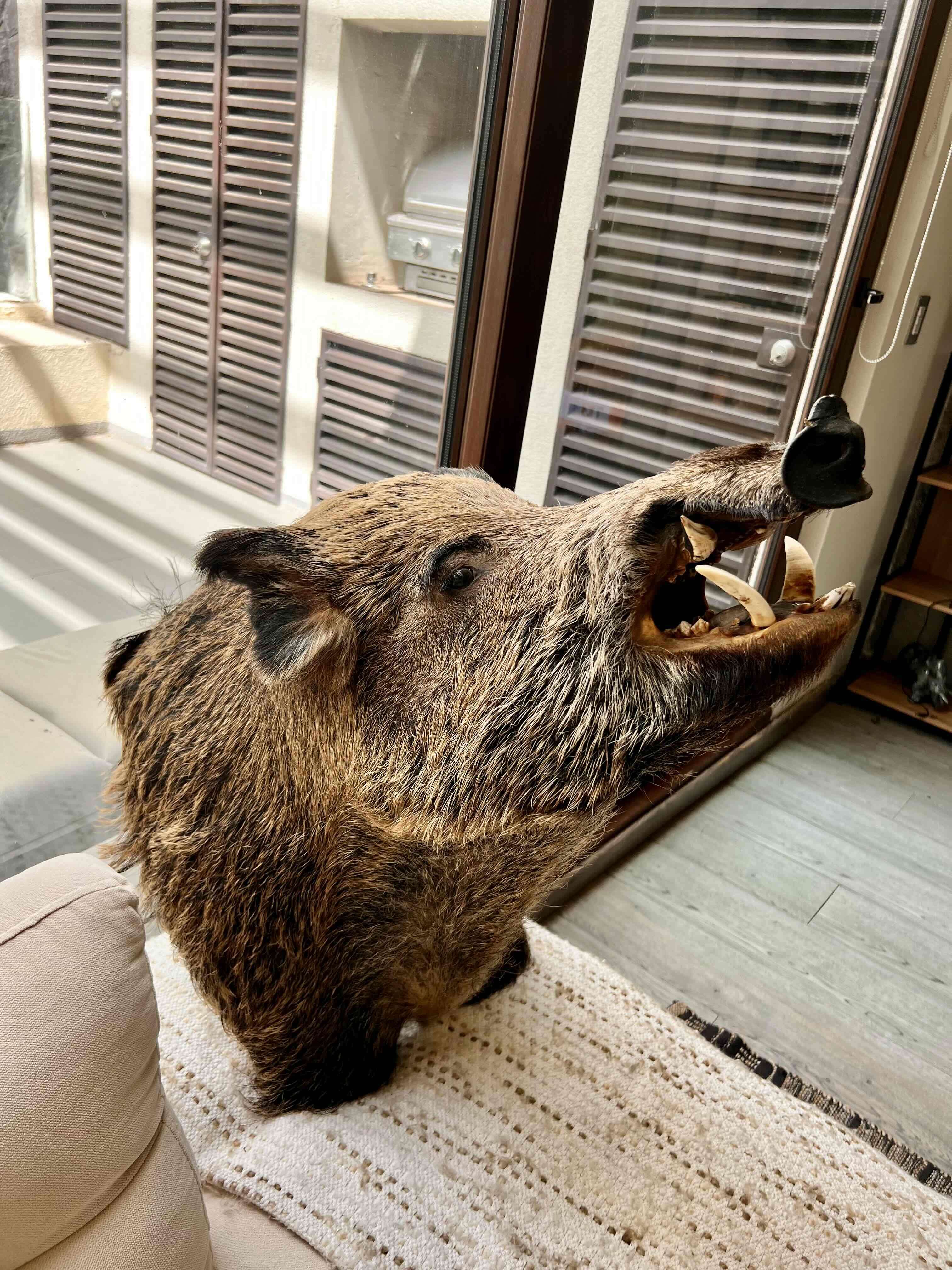 Cabeza de jabalí taxidermizada - 3