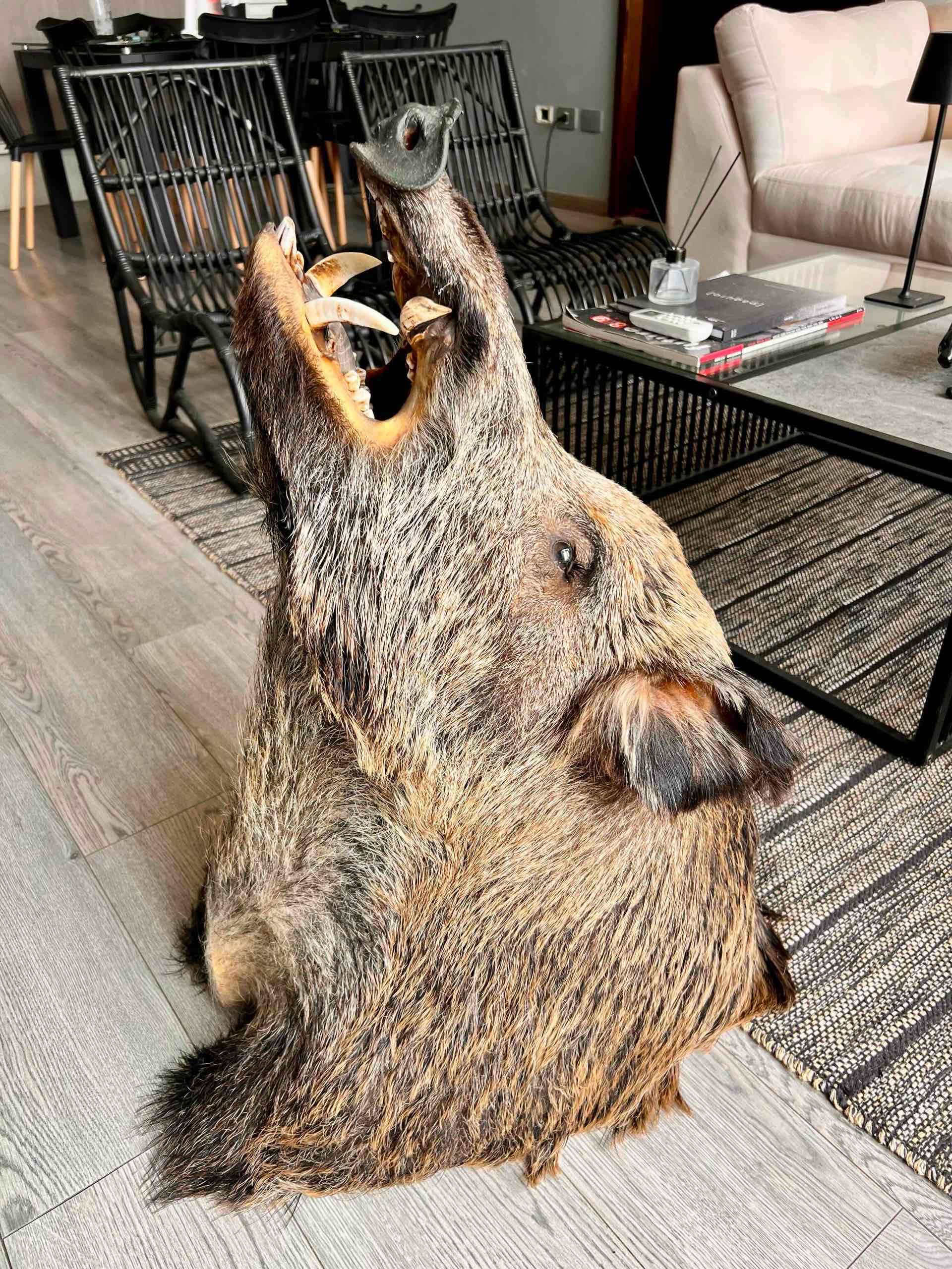 Cabeza de jabalí taxidermizada - 4