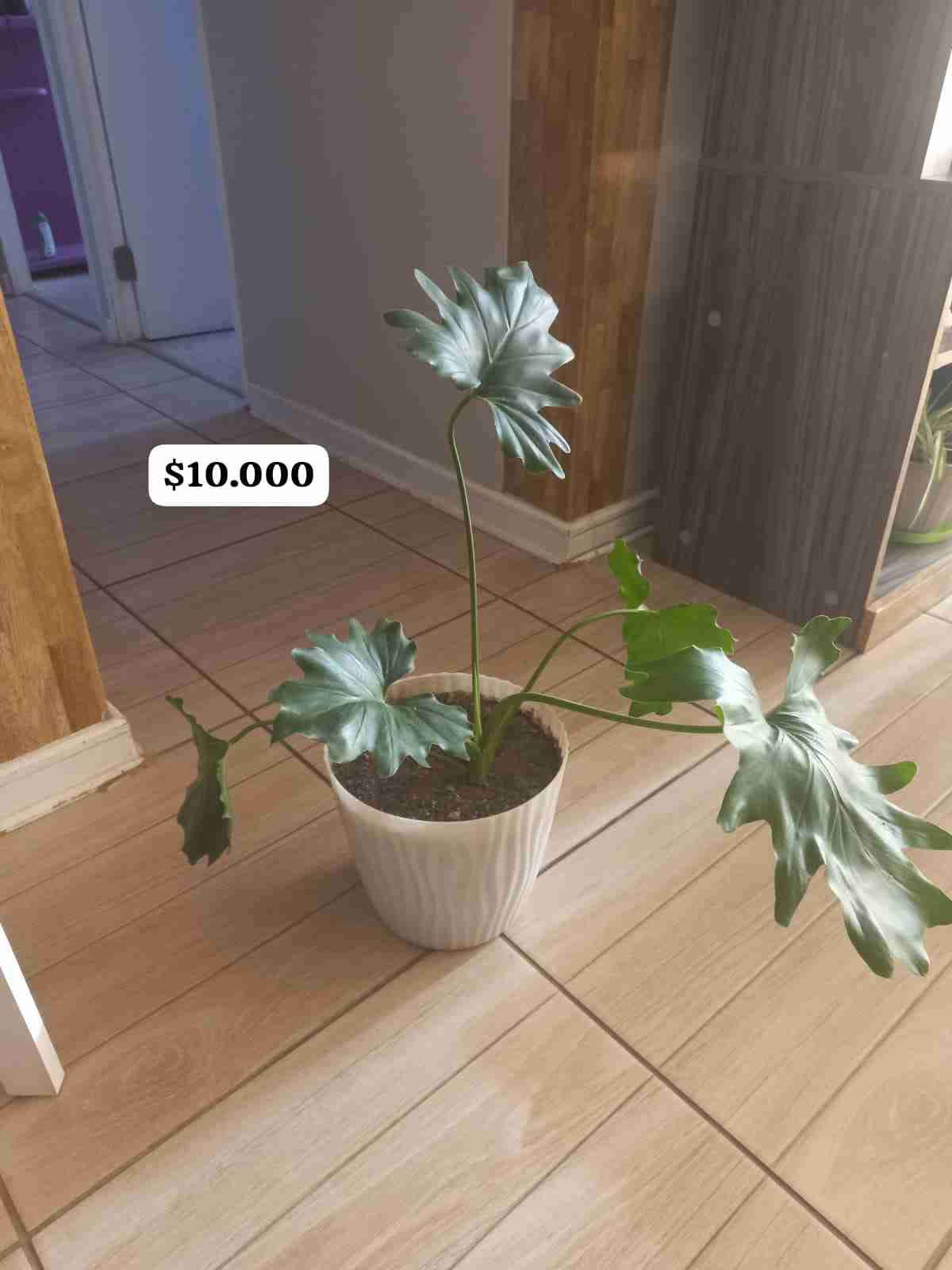 Planta en maceta decorativa