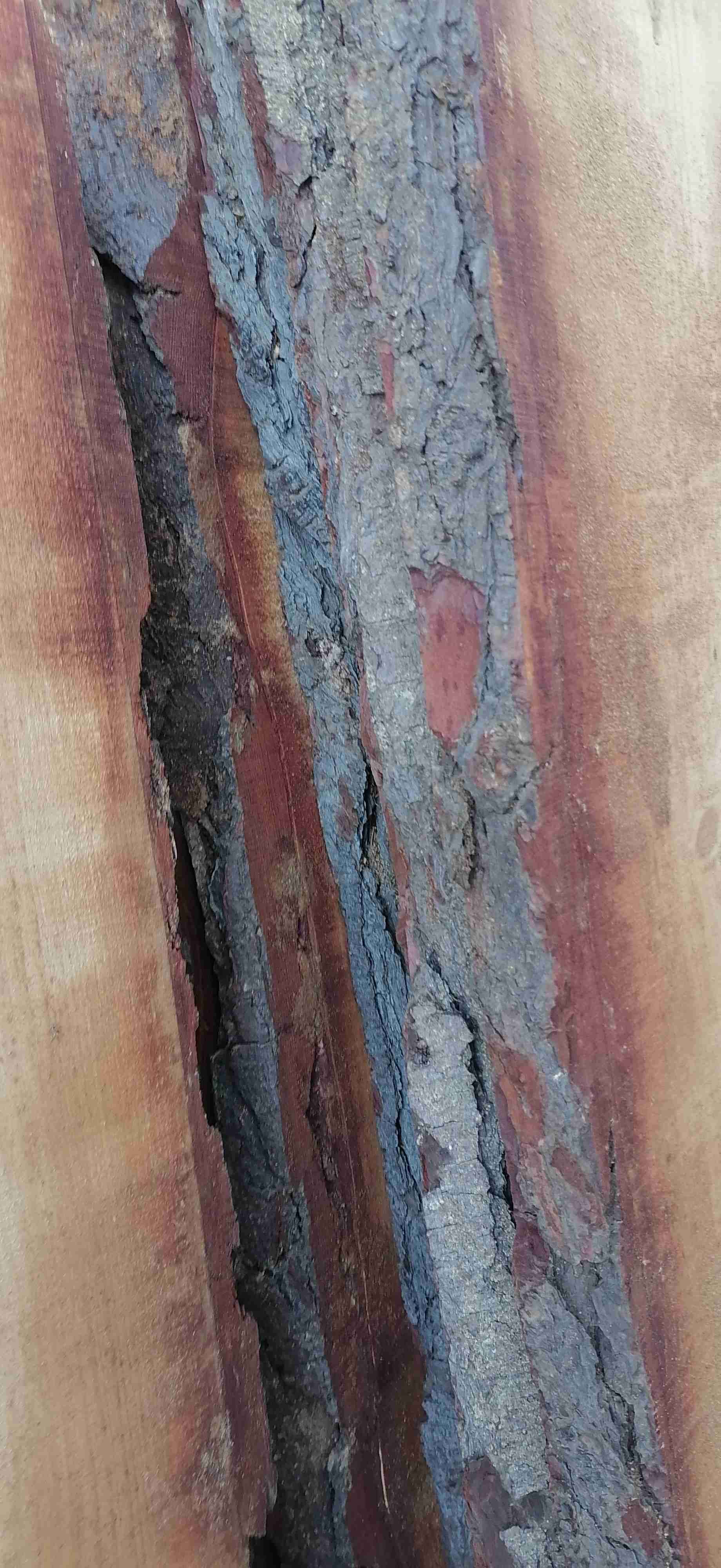 Tablas de madera rústicas Radiata - miniatura 3