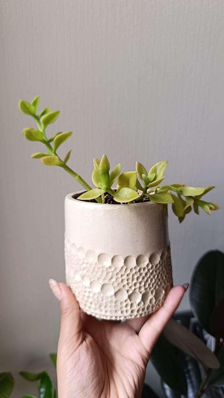 Macetero cerámico con suculenta - miniatura 3