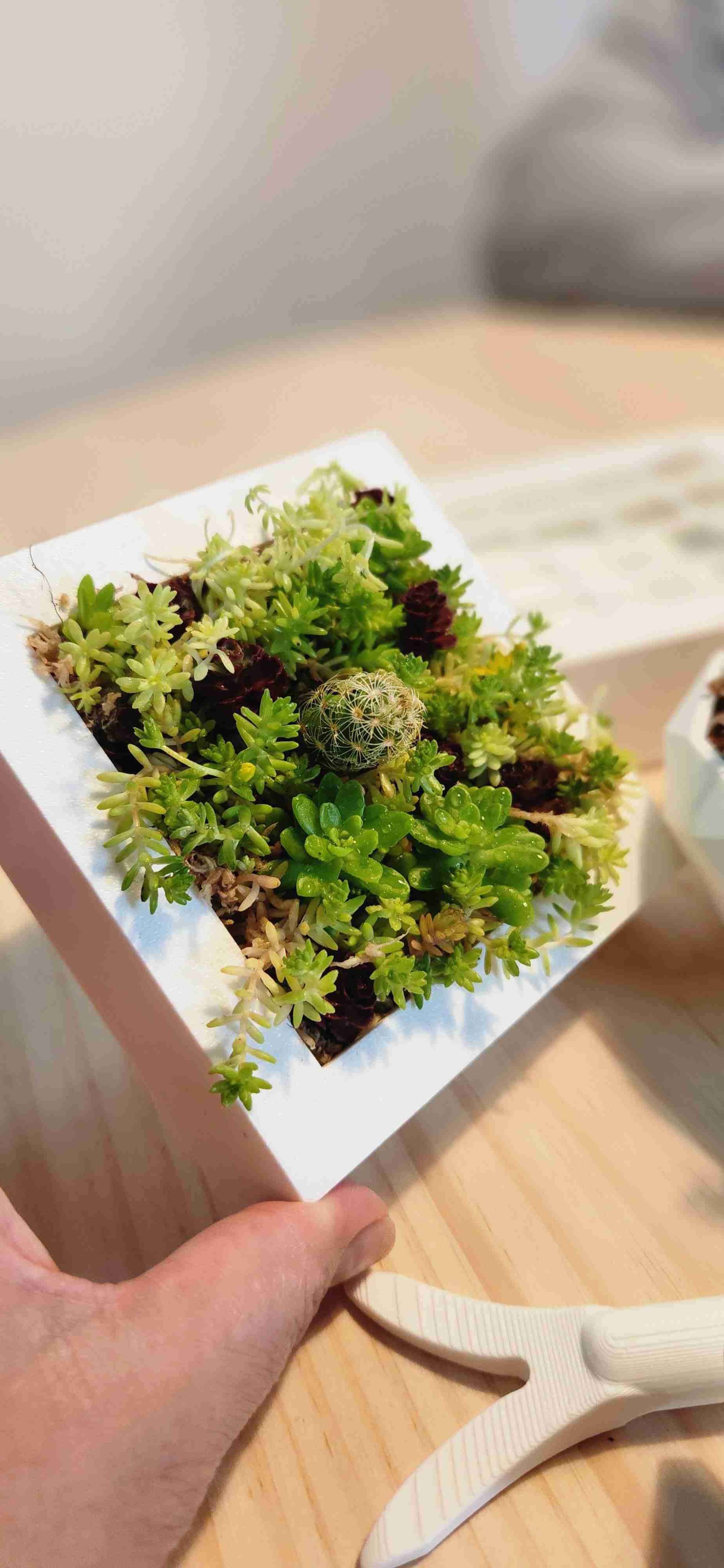 Kit para cuadros vivos de suculentas - miniatura 3