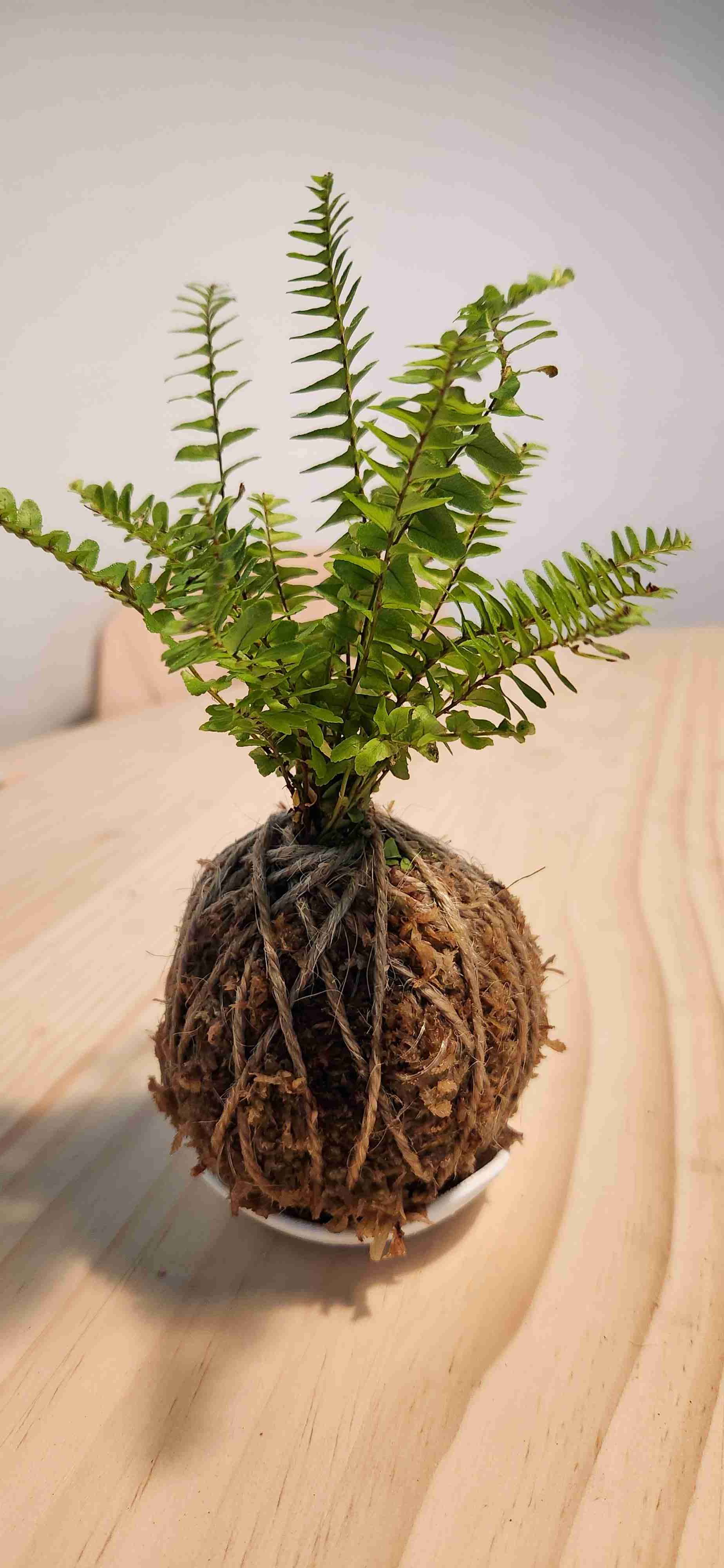 Taller de kokedamas Online y presencial - miniatura 1