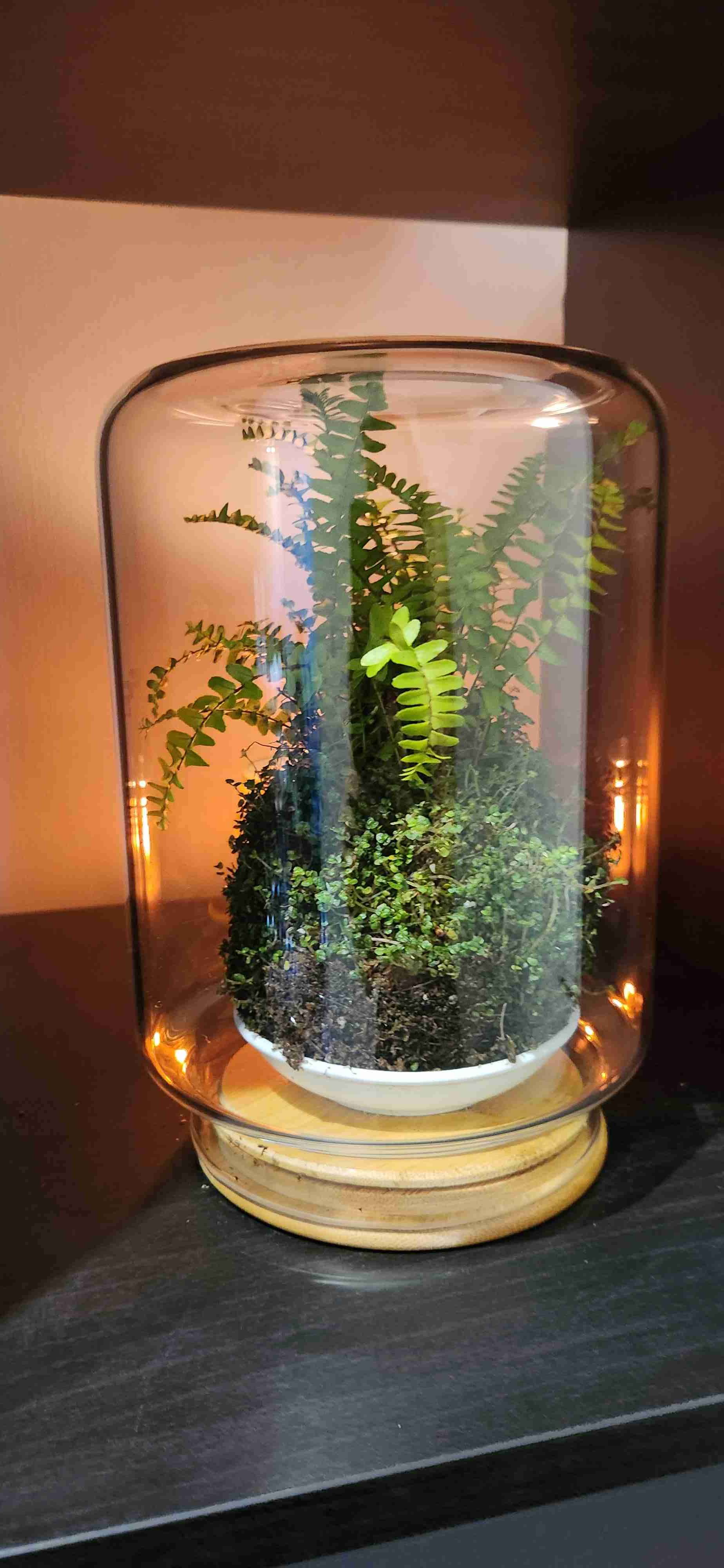 Taller de kokedamas Online y presencial - miniatura 2