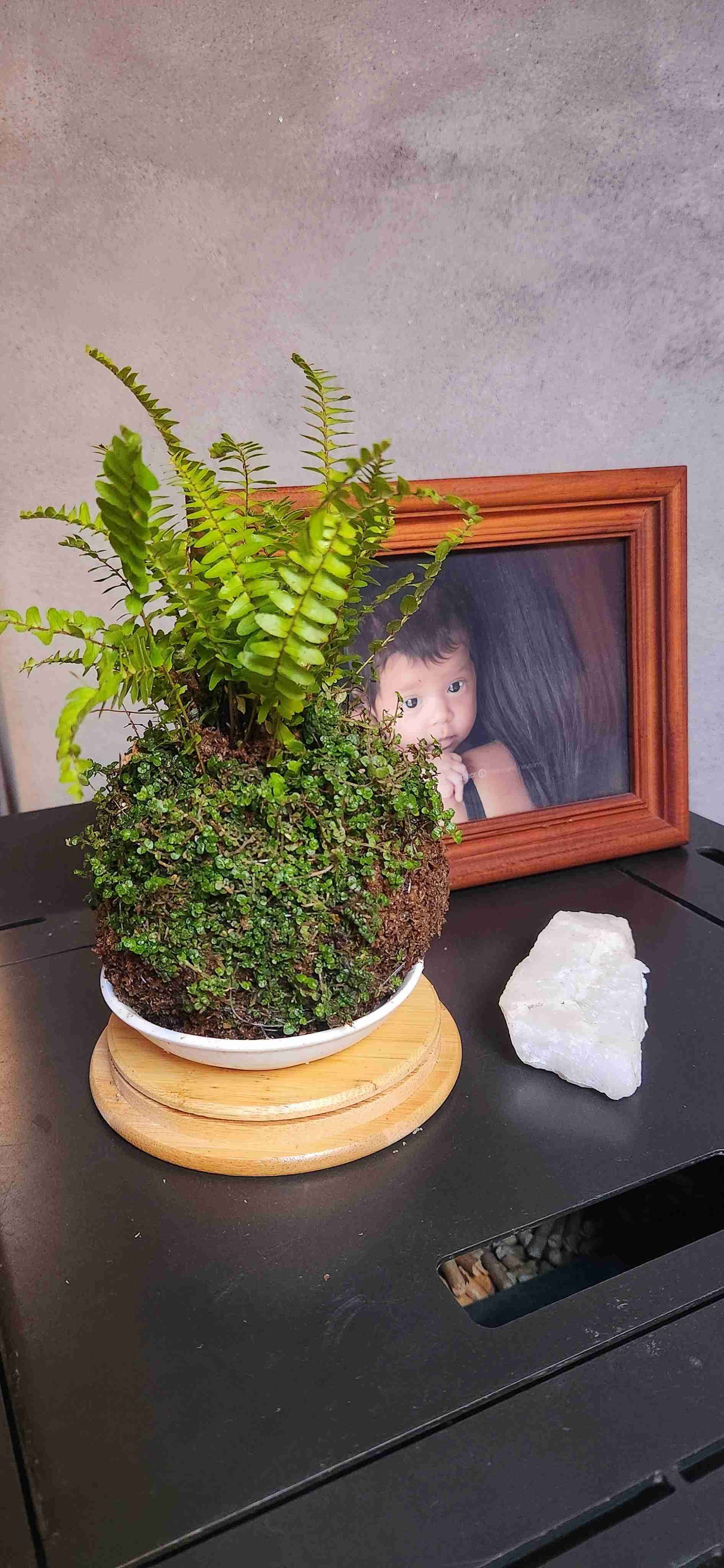 Taller de kokedamas Online y presencial - miniatura 3