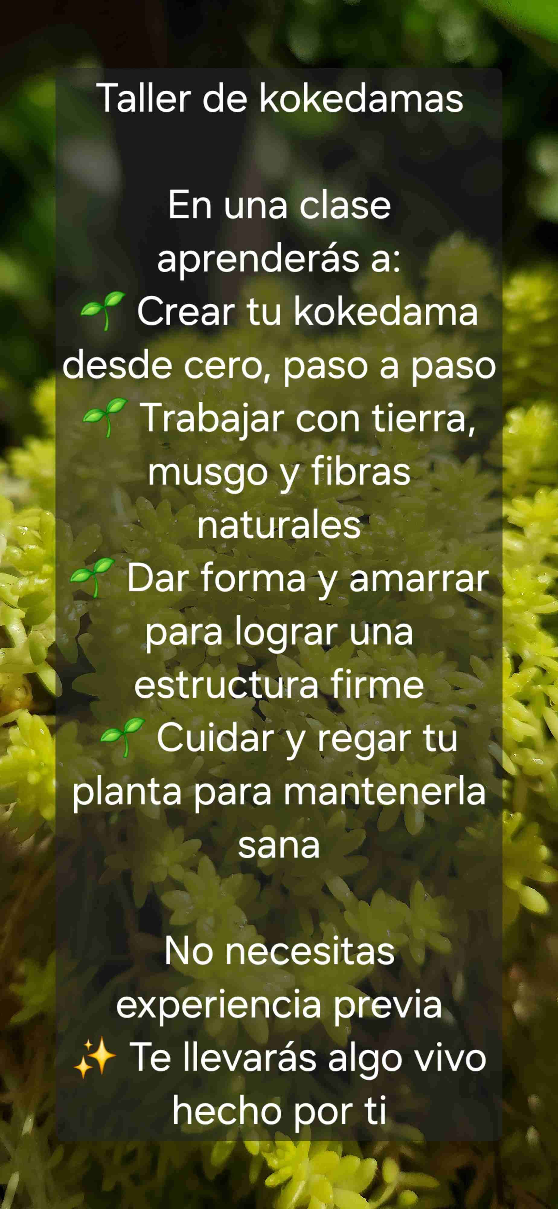 Taller de kokedamas Online y presencial - miniatura 4