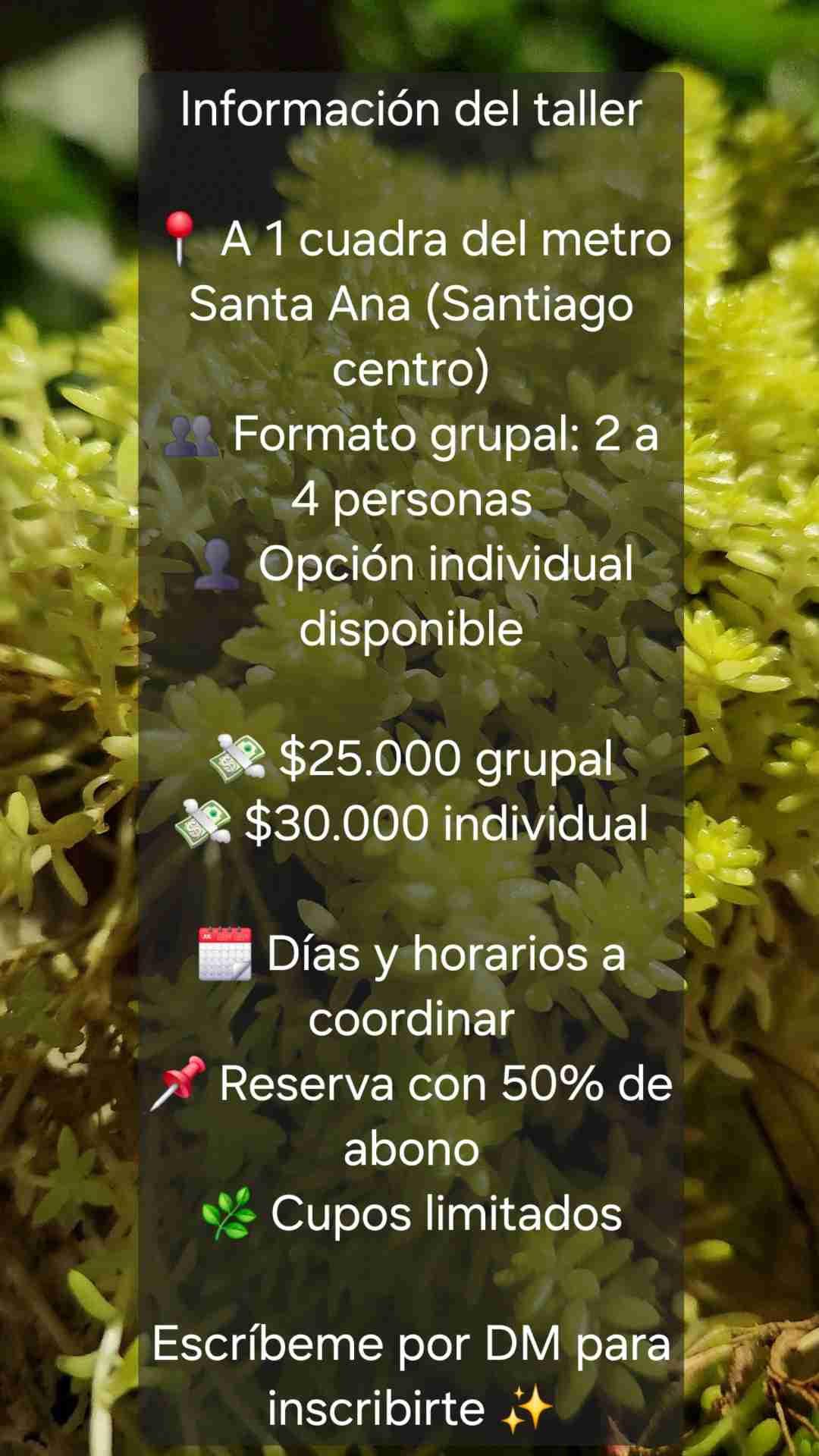 Taller de kokedamas Online y presencial - miniatura 5