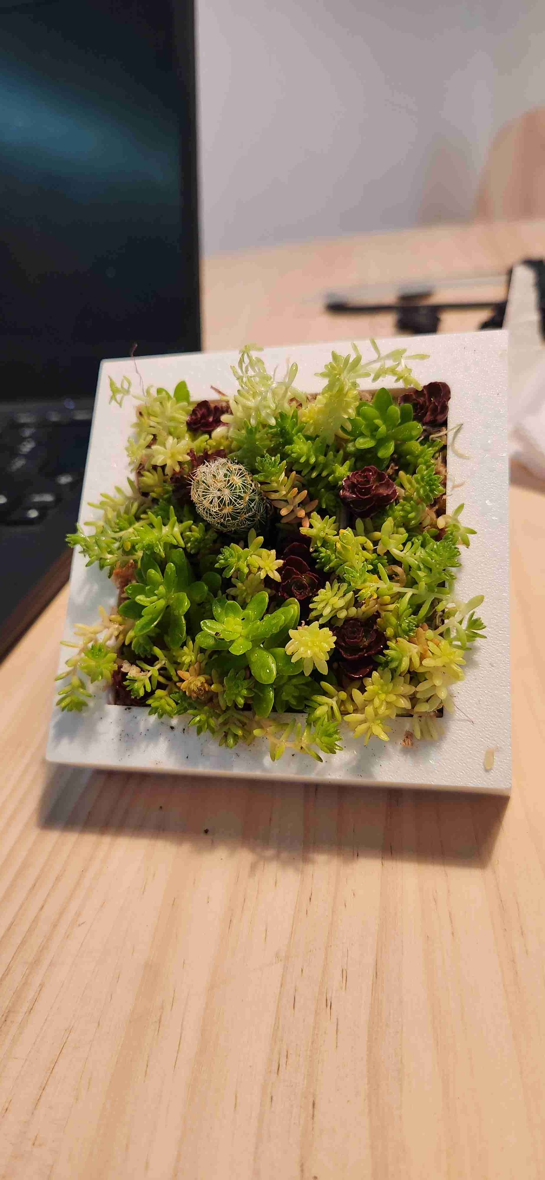 Taller cuadros vivos - miniatura 1