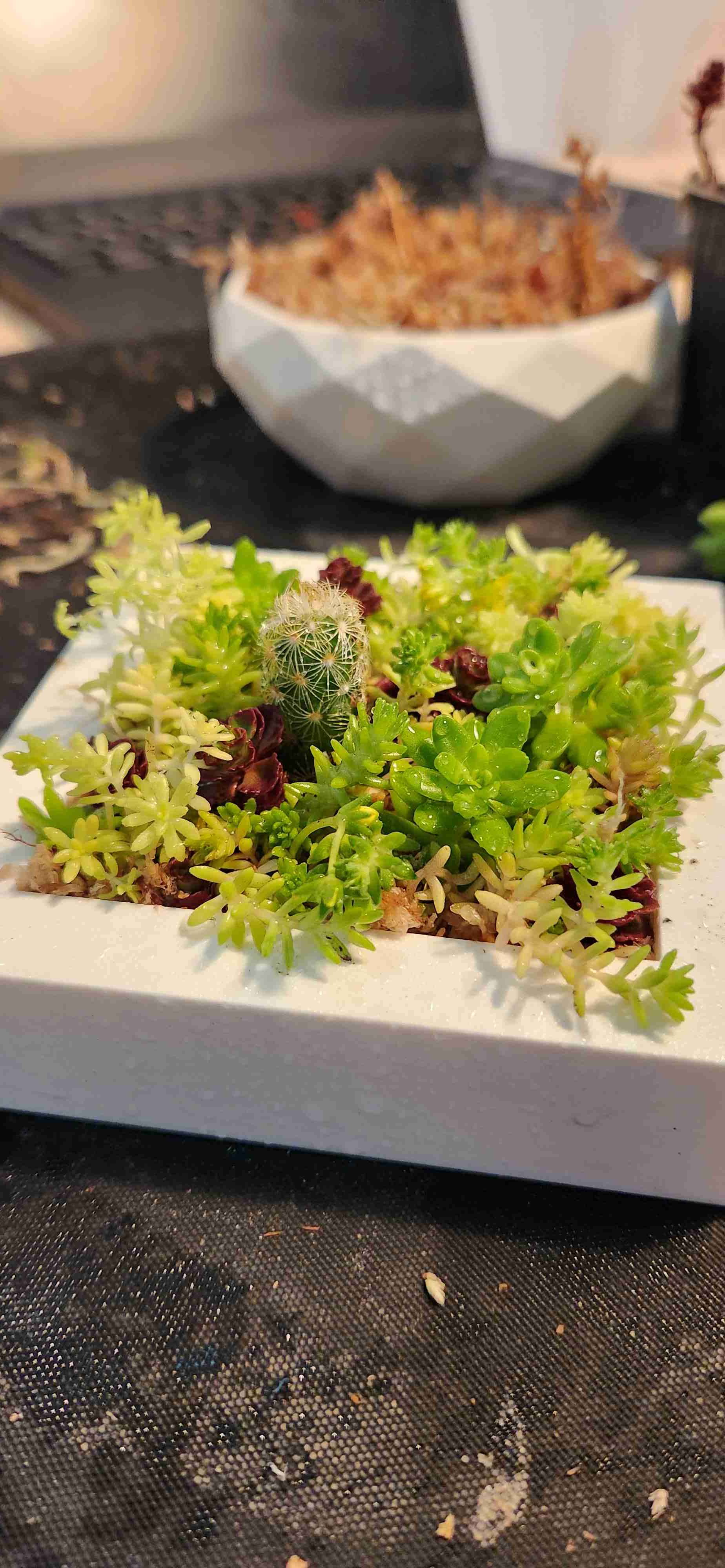 Taller cuadros vivos - miniatura 2