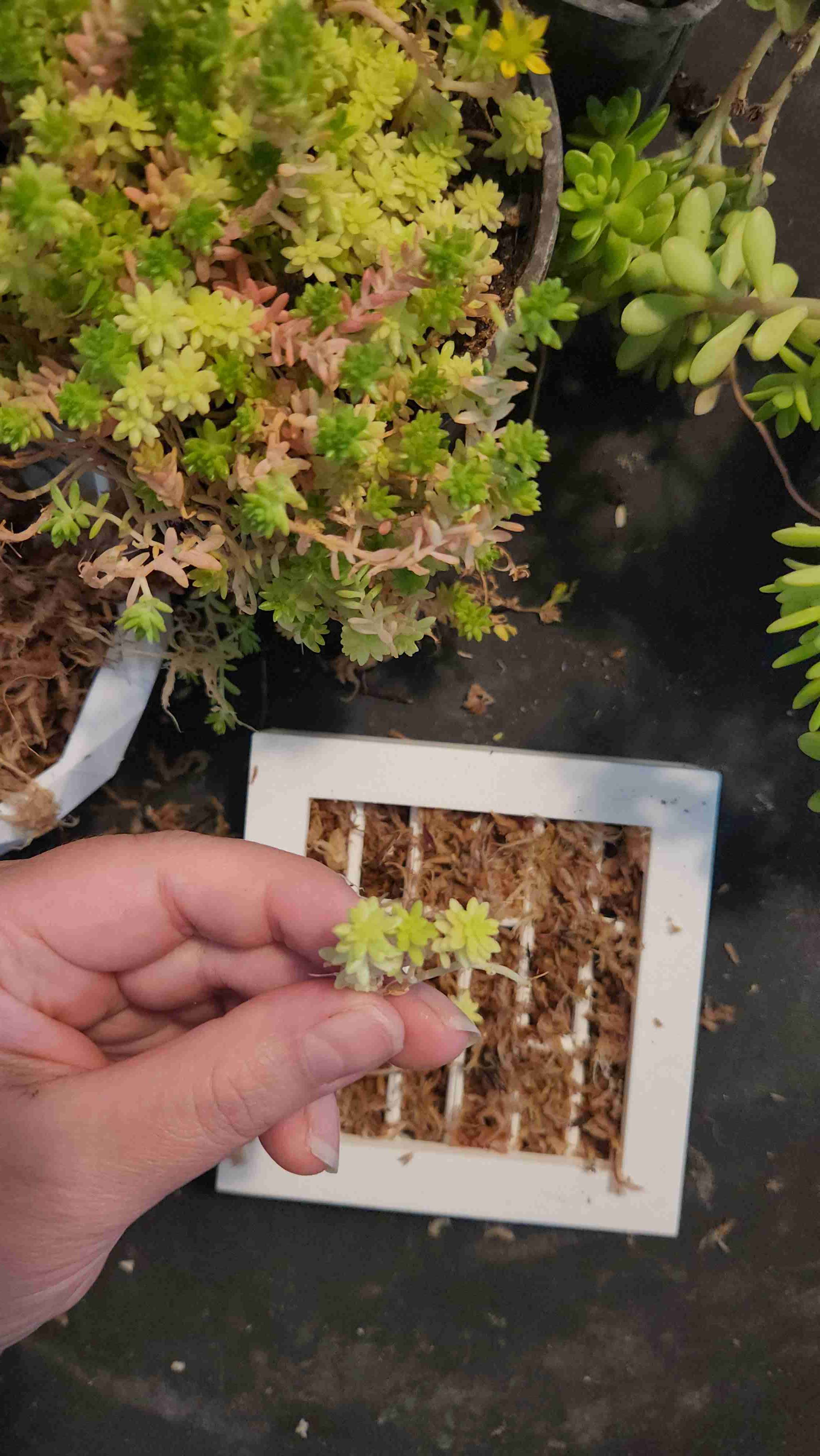 Taller cuadros vivos - miniatura 3