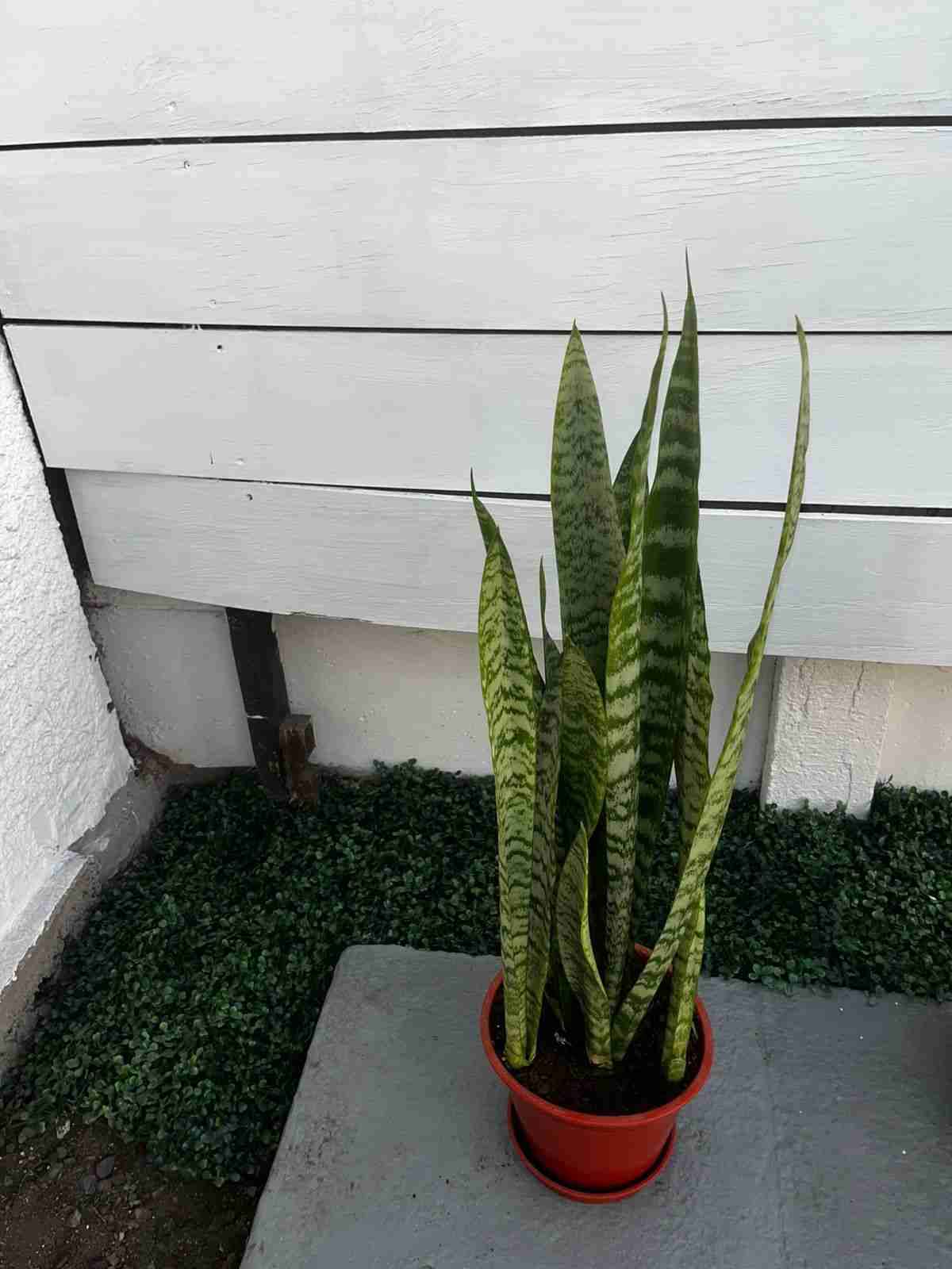 Planta Sansevieria en maceta roja - miniatura 3