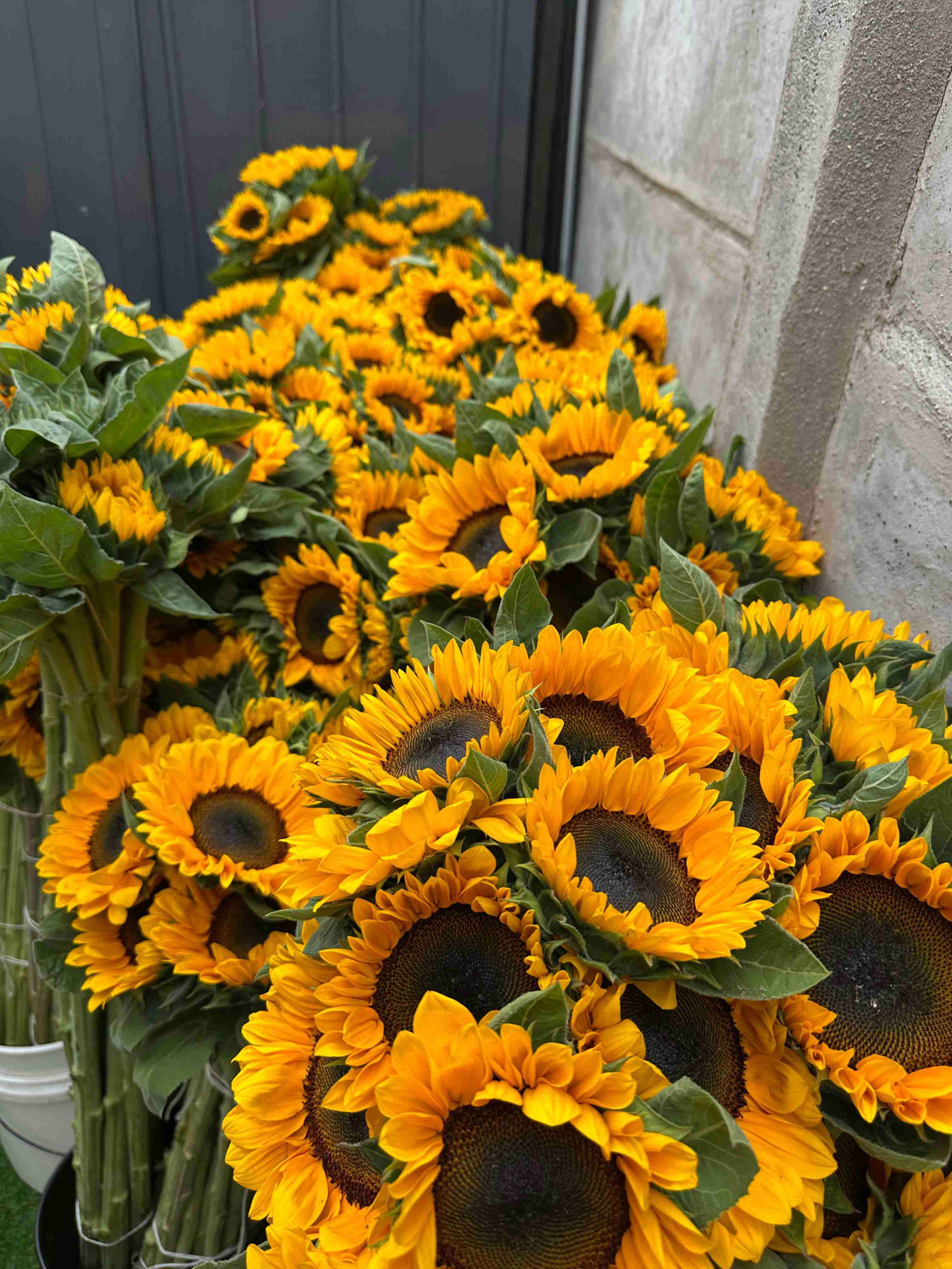 Ramos de girasoles frescos - 1