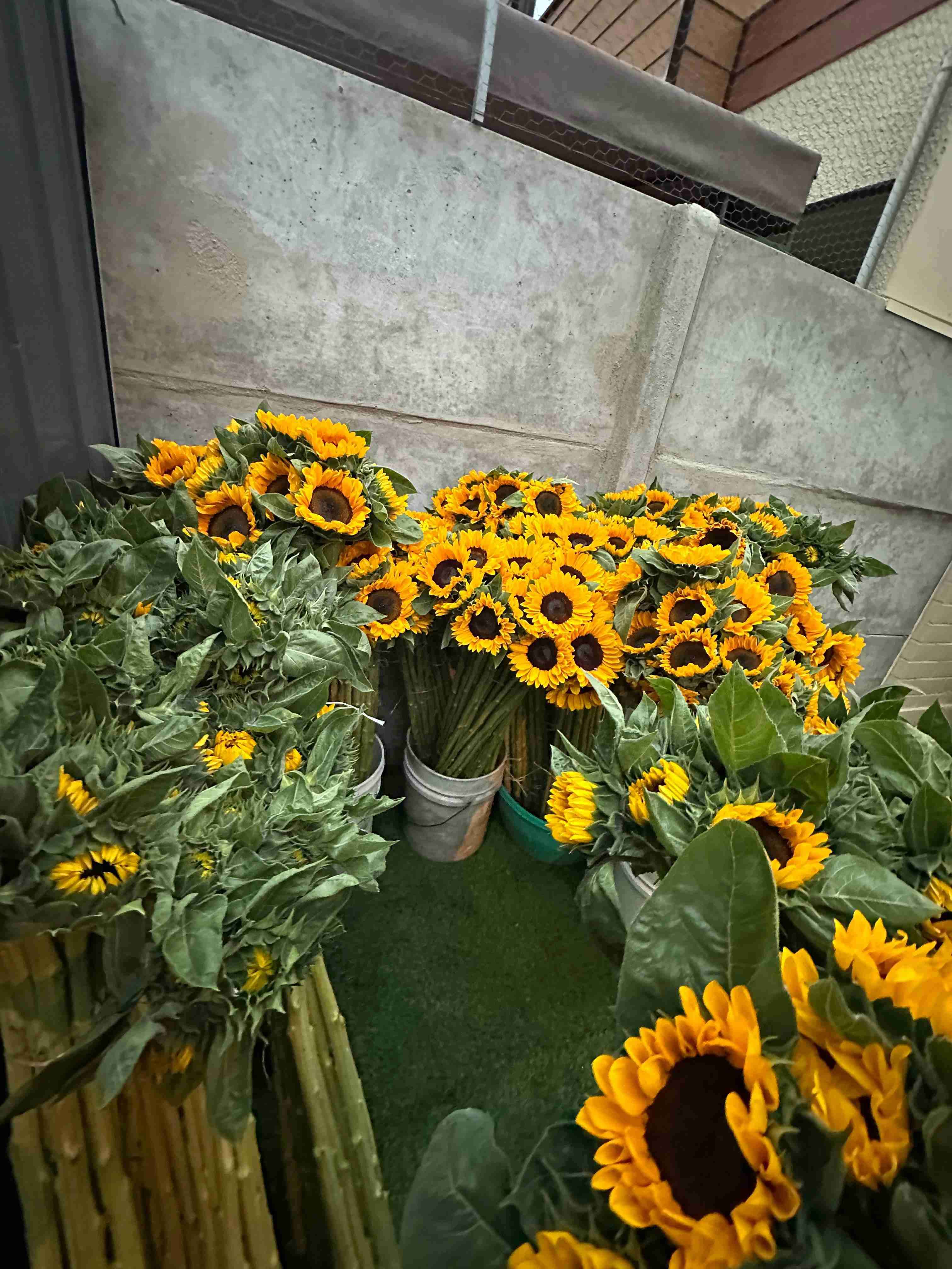 Ramos de girasoles frescos - 2