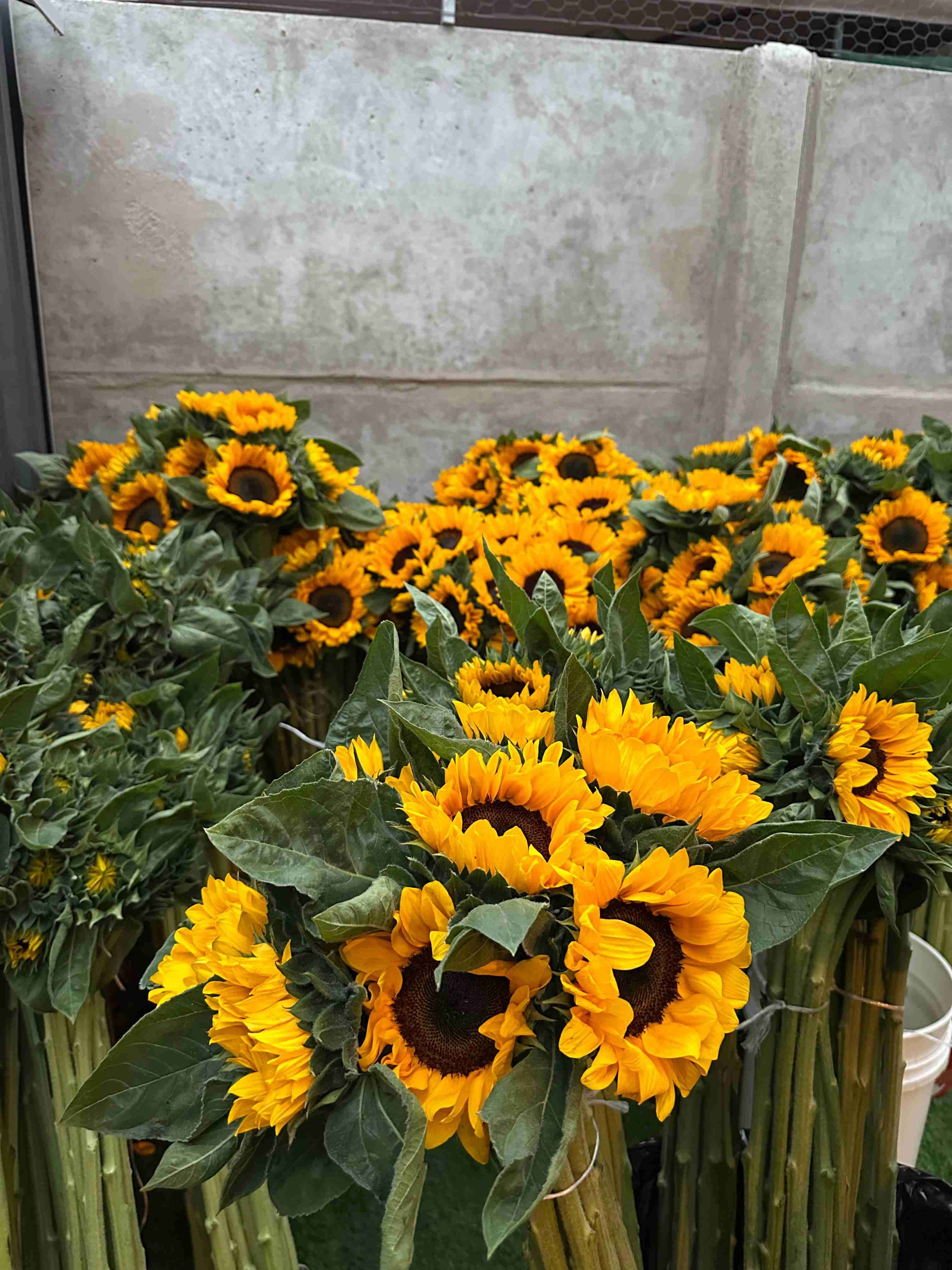 Ramos de girasoles frescos - 3