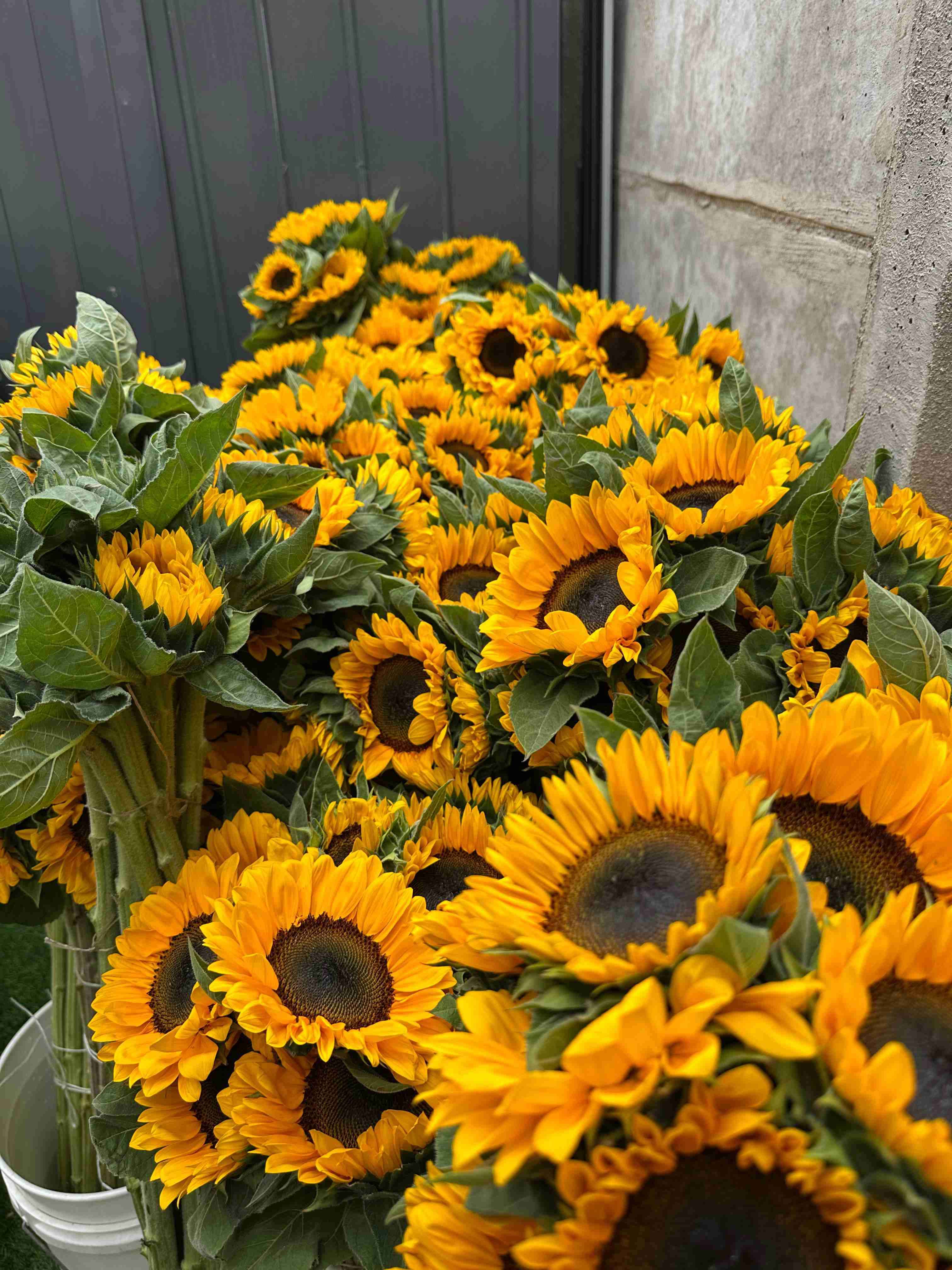 Ramos de girasoles frescos - 4