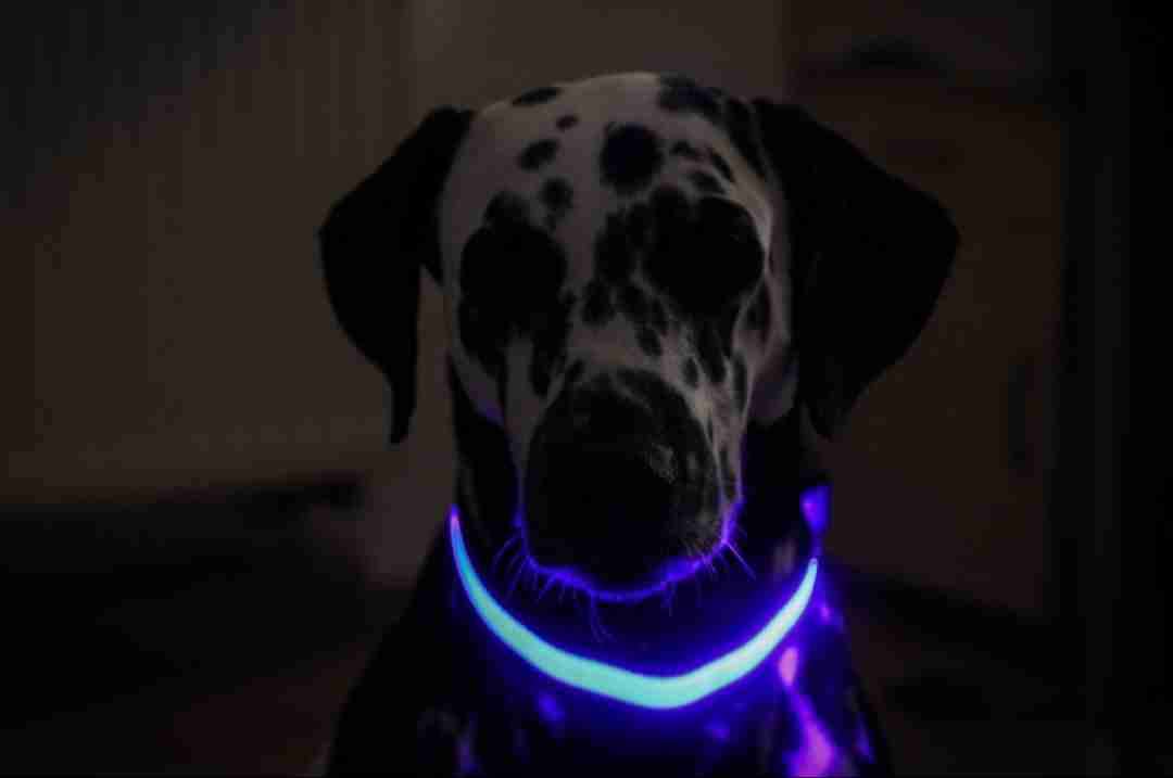 Collares LED para mascotas - 2