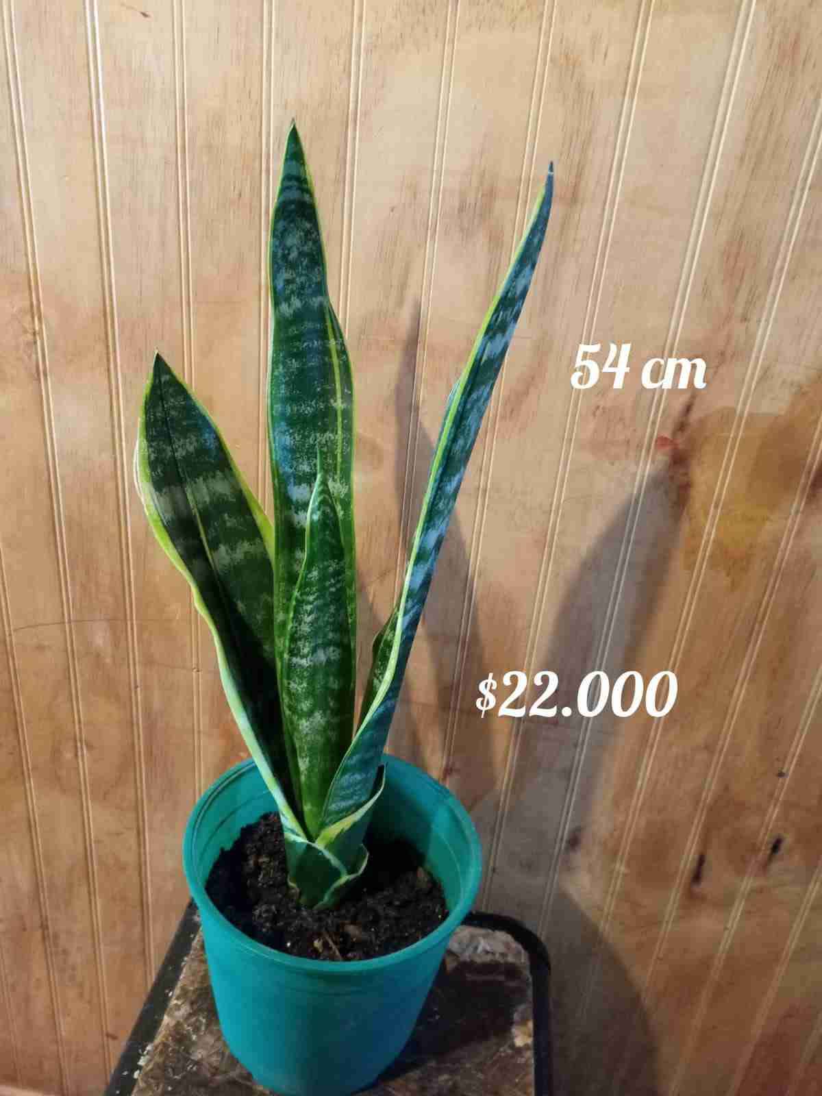 Planta Sansevieria 54 cm - miniatura 1