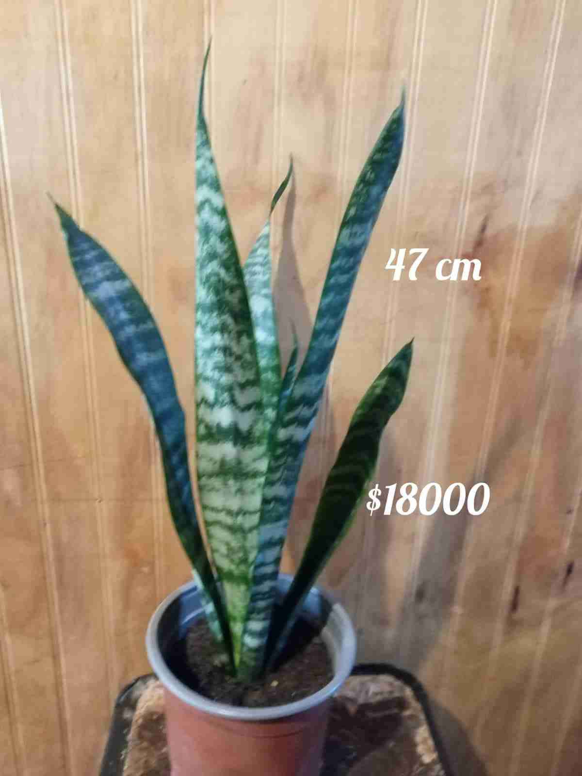 Planta Sansevieria 54 cm - miniatura 2
