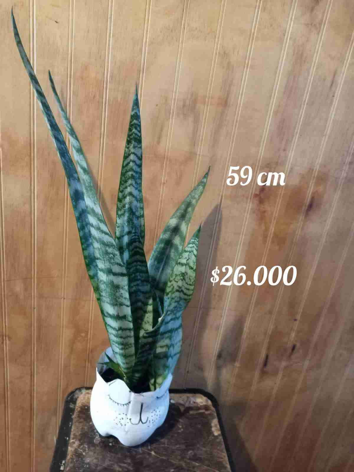 Planta Sansevieria 54 cm - miniatura 3