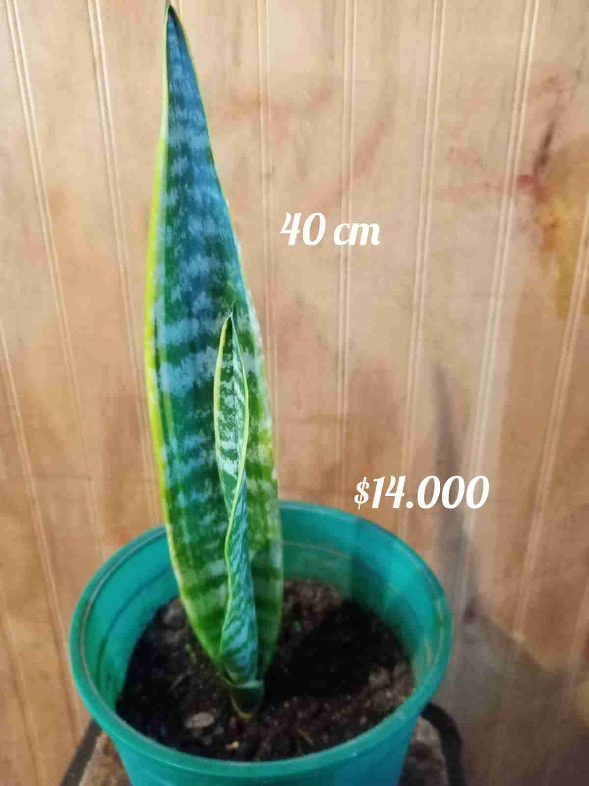 Planta Sansevieria 54 cm - miniatura 4