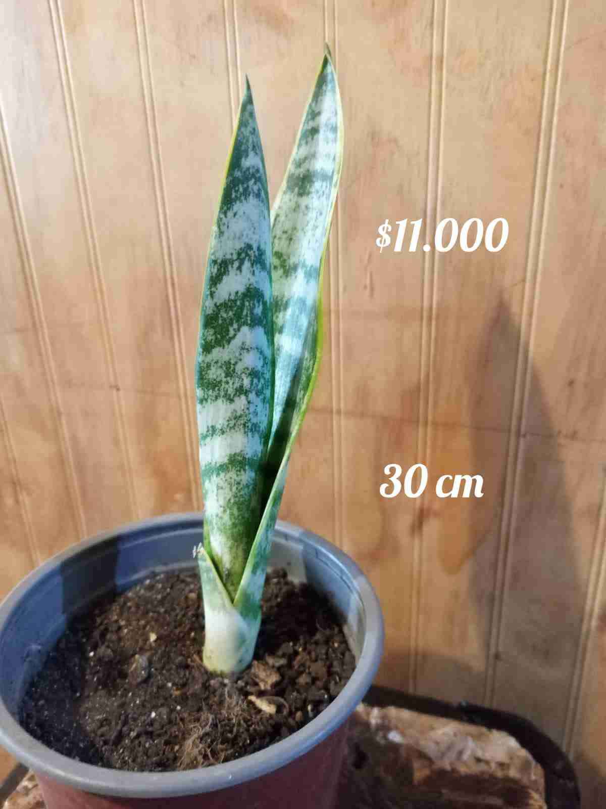 Planta Sansevieria 54 cm - miniatura 5