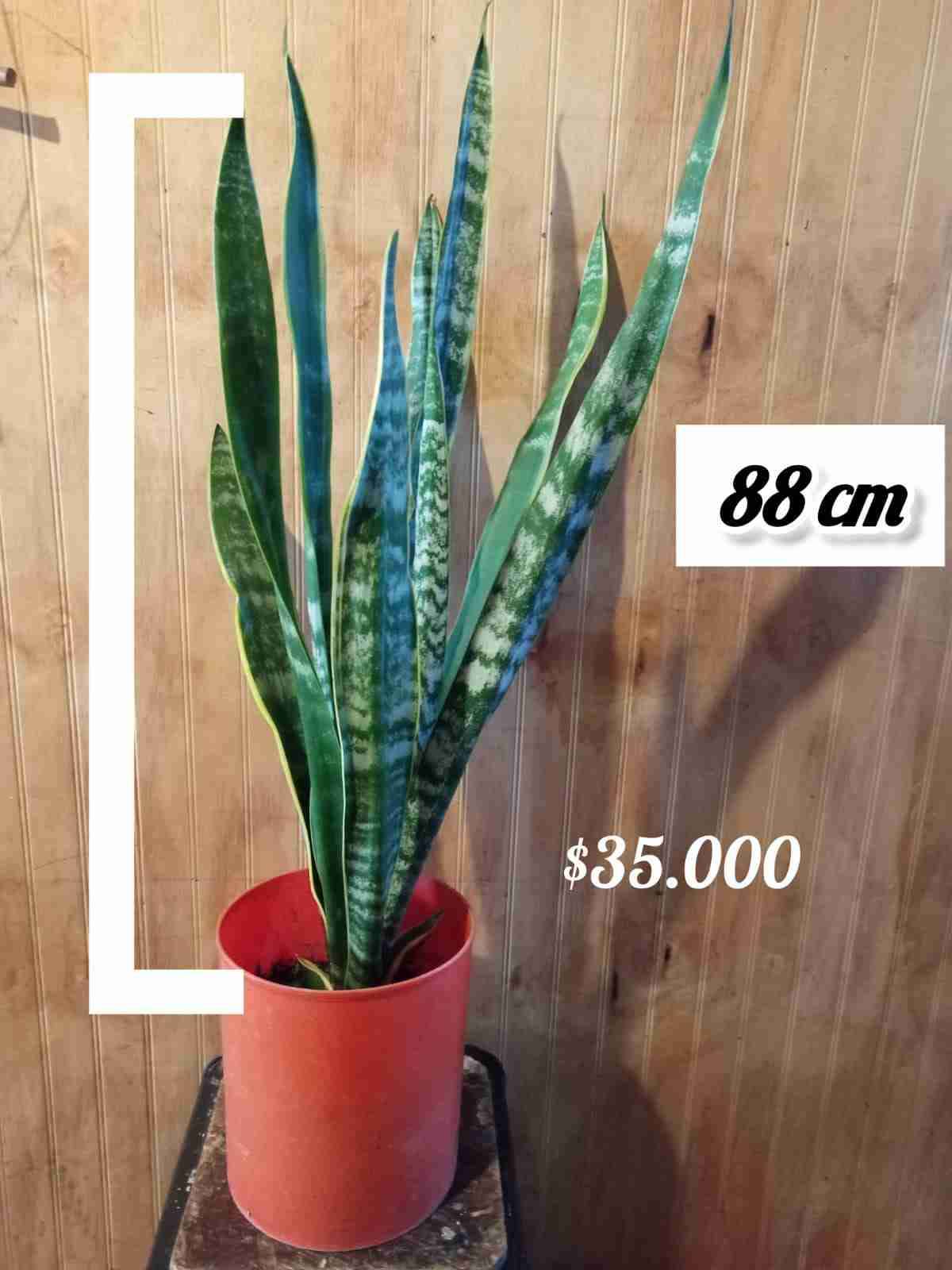 Planta Sansevieria 54 cm - miniatura 6