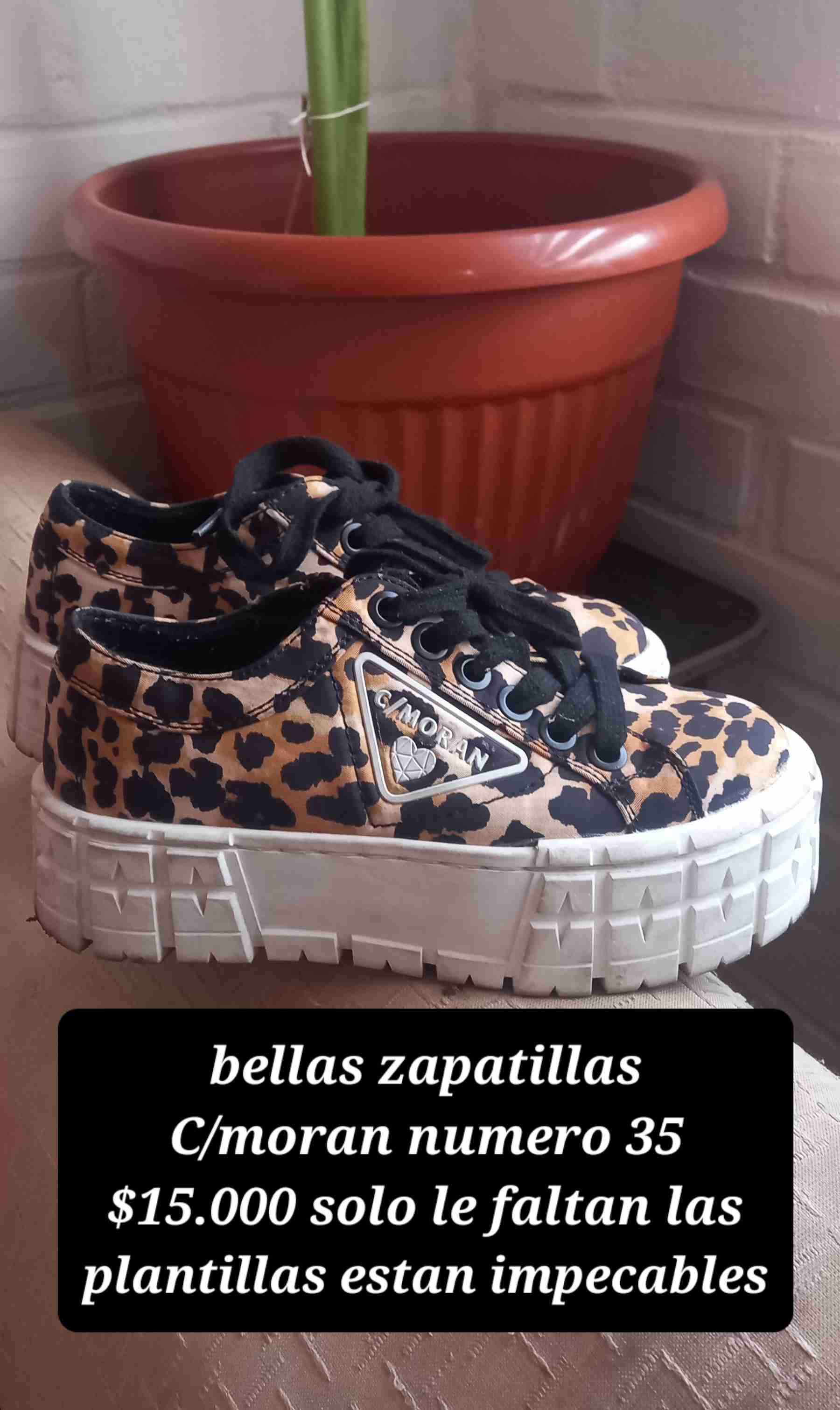 Zapatillas Converse celestes - 6