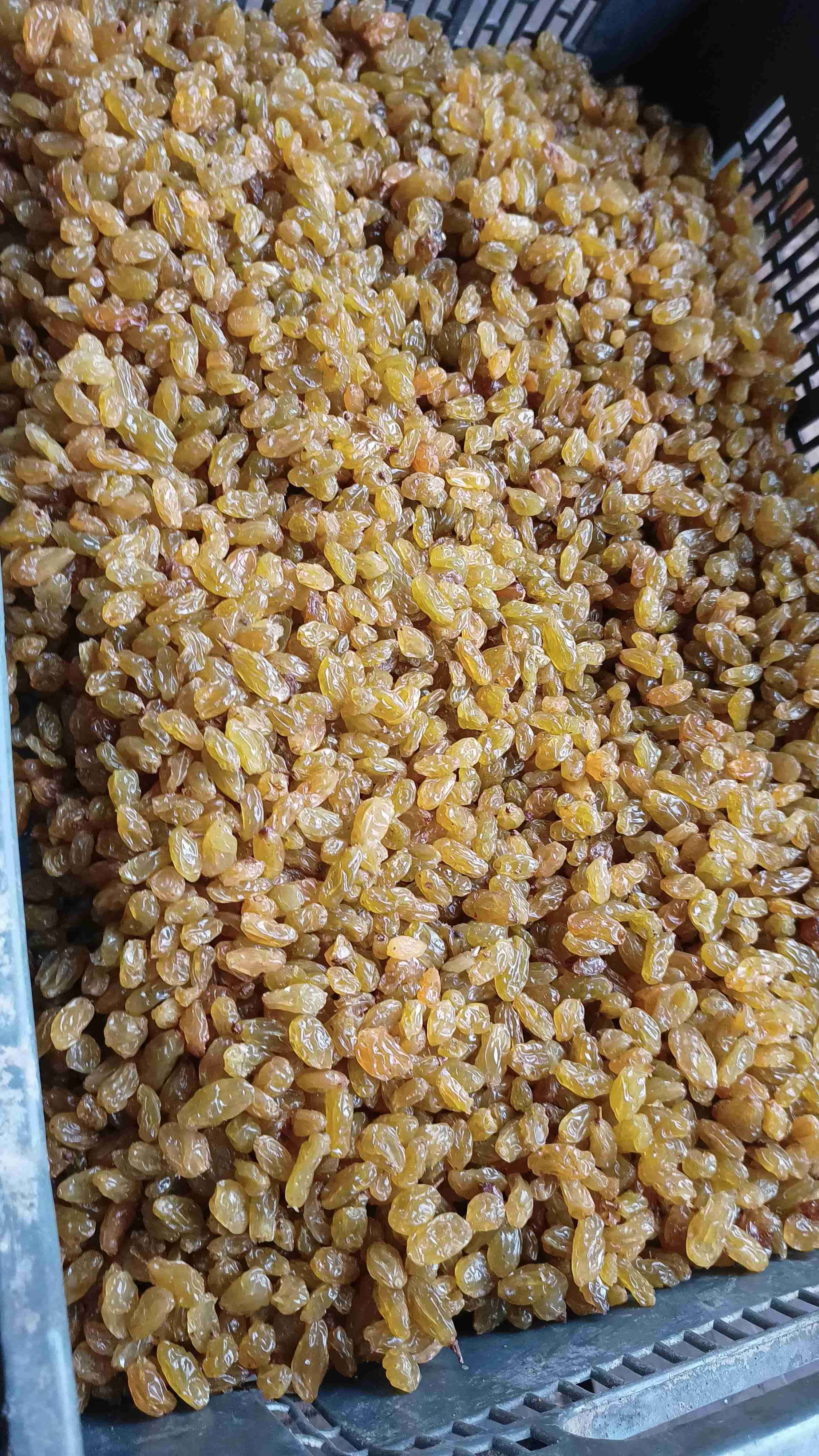 Pasas rubias - miniatura 2